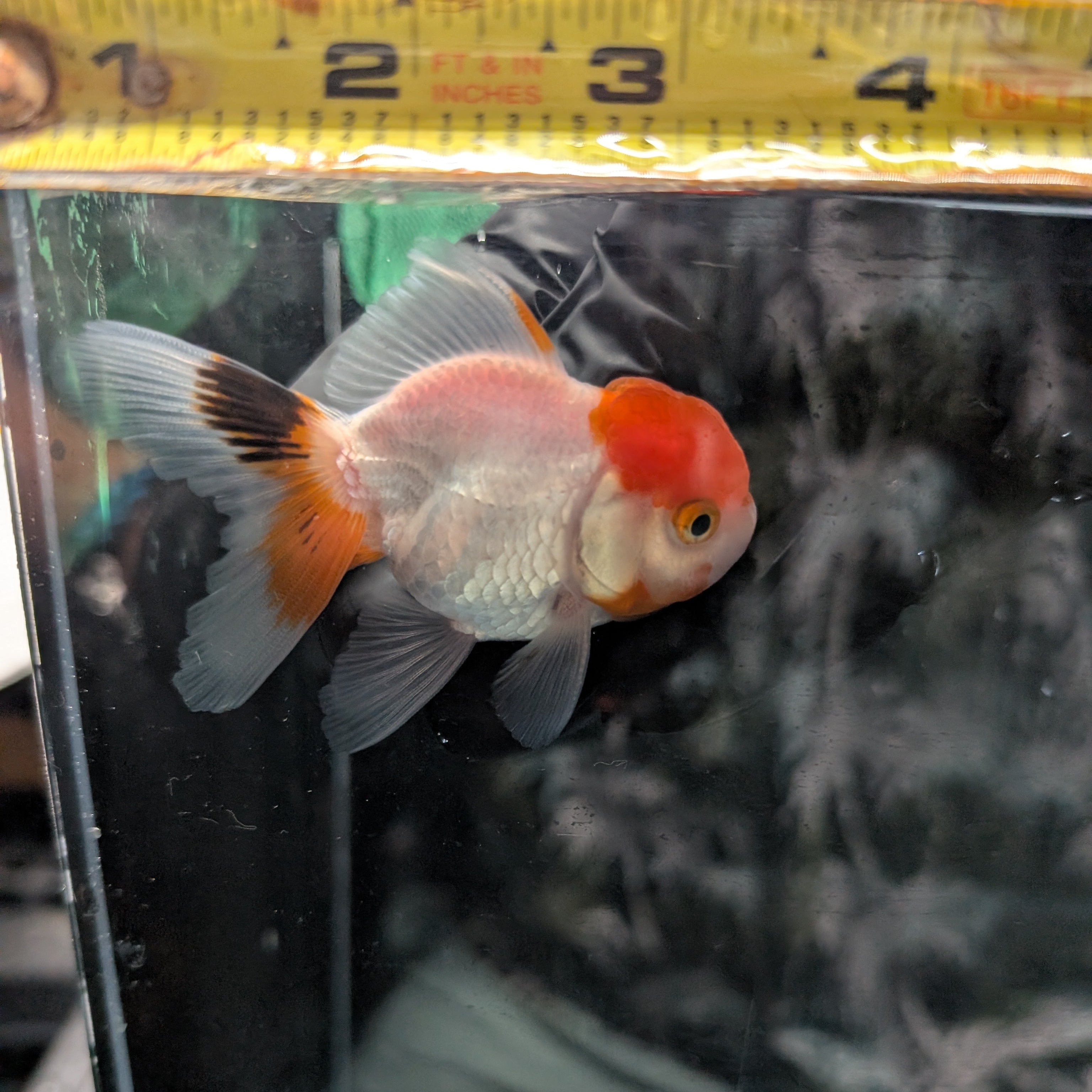 Juvenile Oranda Red Cap 3.5"-4" in.  ID#320T13b-005