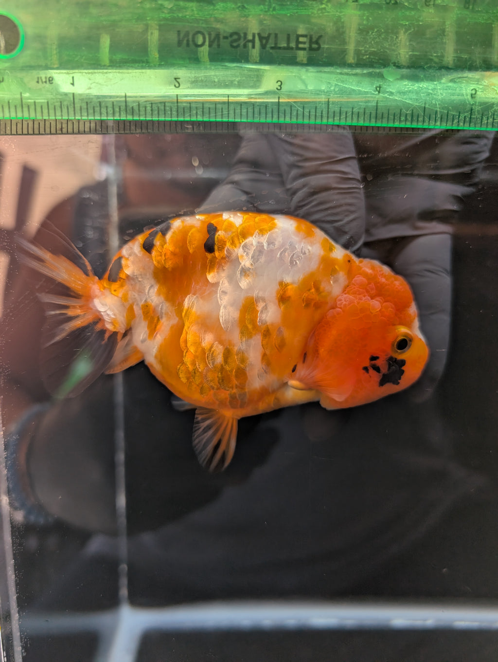 Jumbo Ranchu Sakura Calico 4.5"-5" in. ID#814R8A-026