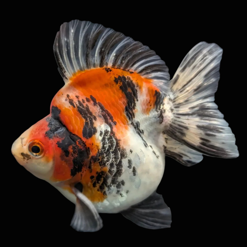 Jumbo Ryukin Short Tail Kirin Calico 4"-4.5" in. ID#3204B-006