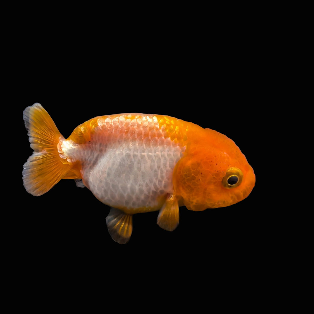 Baby Rancho Fish Baby Ranchu Red White 2.5