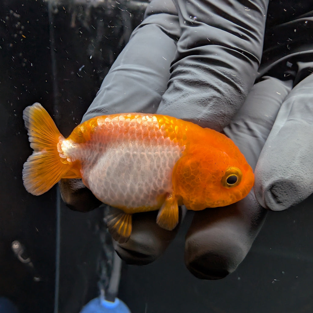 Baby Ranchu Red White 2.5"-3" in. ID#515R4A-003