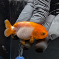 Baby Ranchu Red White 2.5"-3" in. ID#515R4A-003