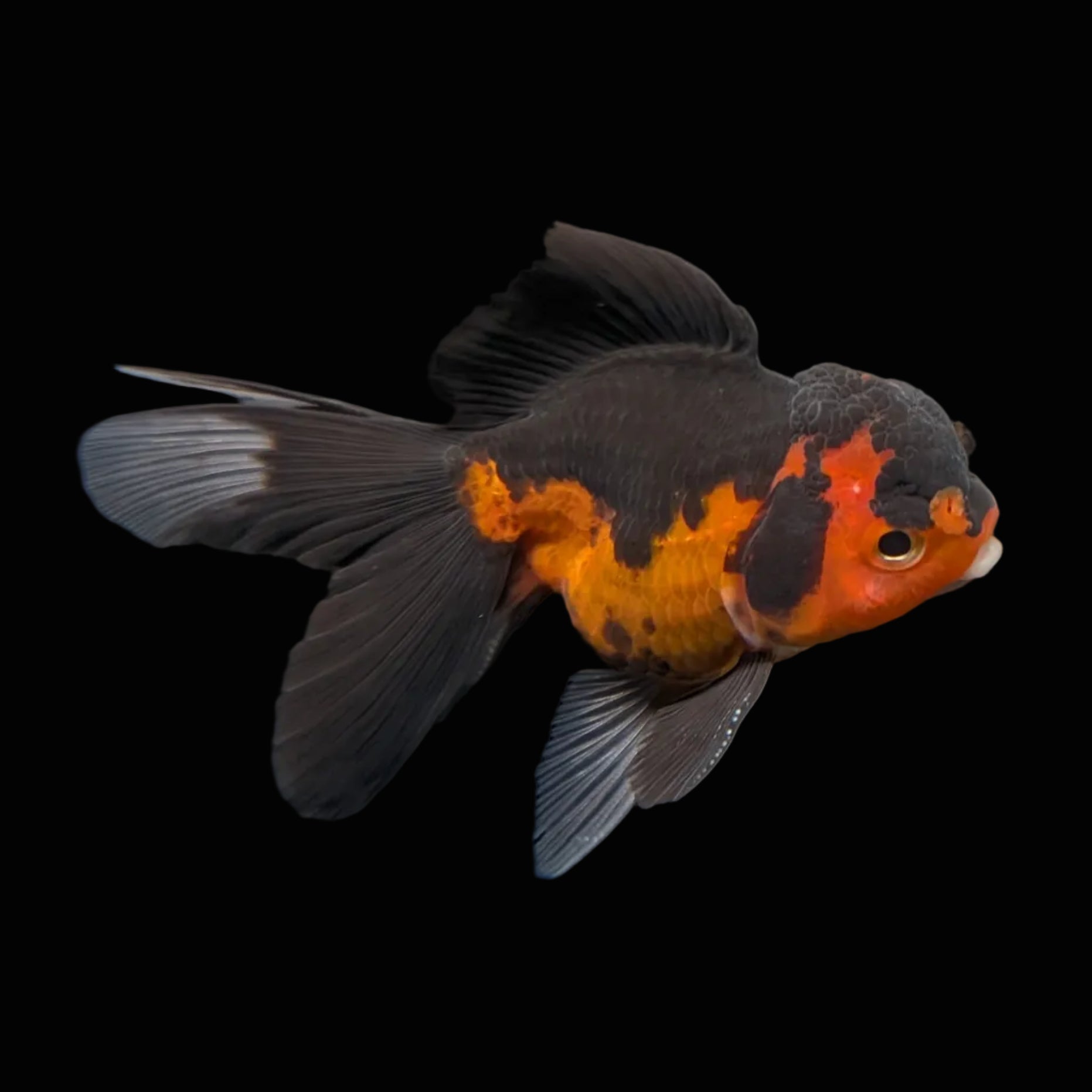 Thai Juvenile Oranda Tricolor 3"-3.5" in.  ID#703T1A-0011