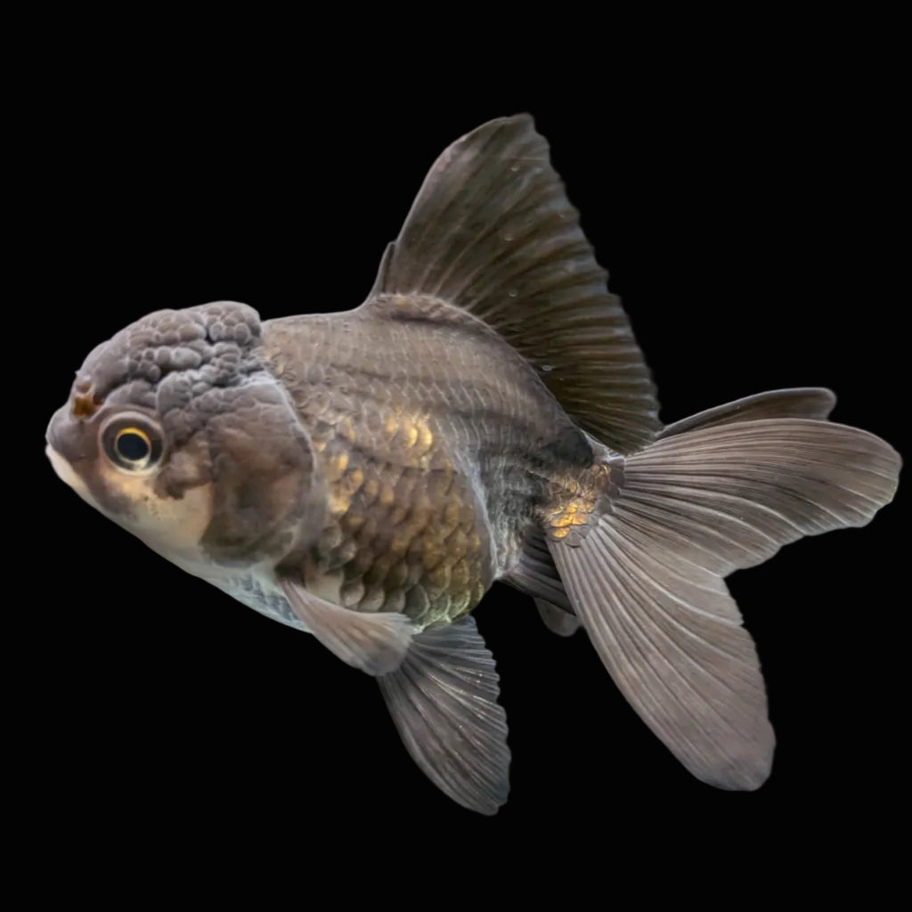 Thai Juvenile Oranda Panda 3"-3.5" in.  ID#724T1A-025