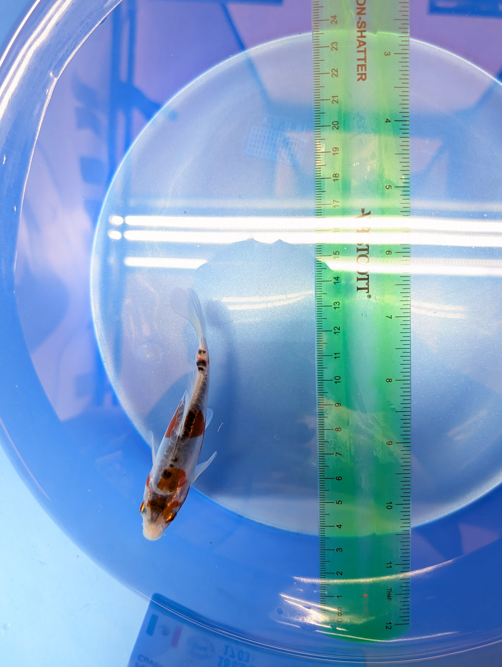 Shusui Koi  4"in. ID#806BFK-015