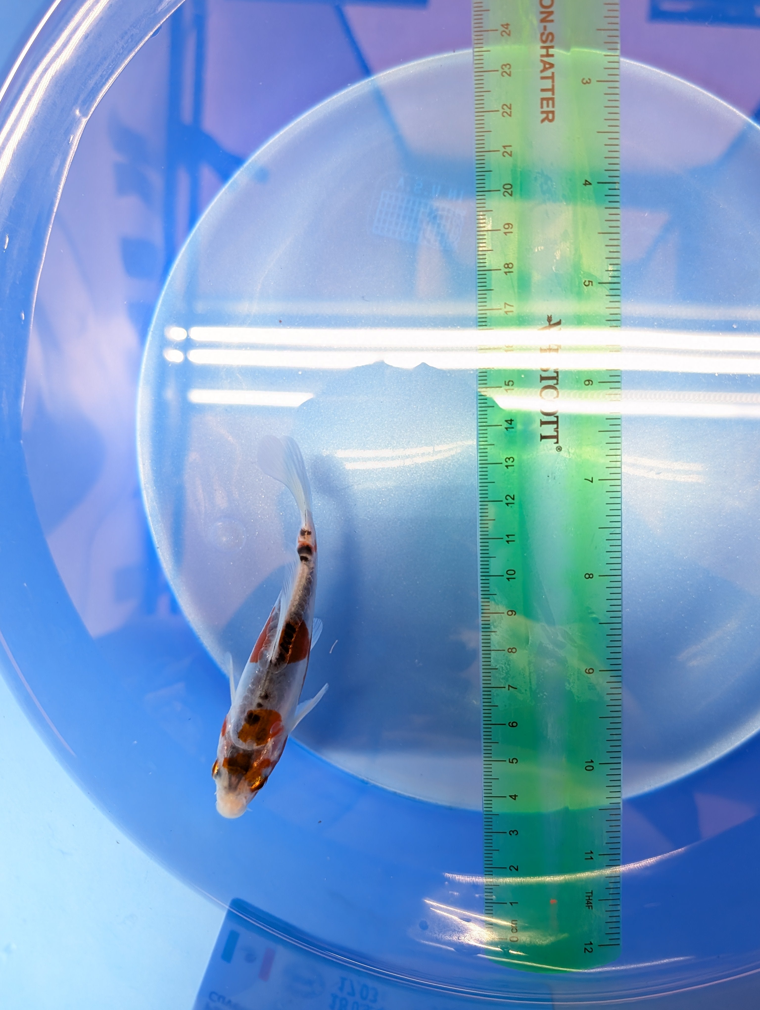 Shusui Koi  4"in. ID#806BFK-015