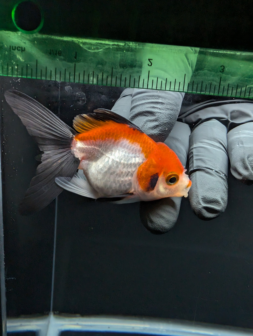 Juvenile Thai Oranda Tricolor 3"in.  ID#814T1A-009
