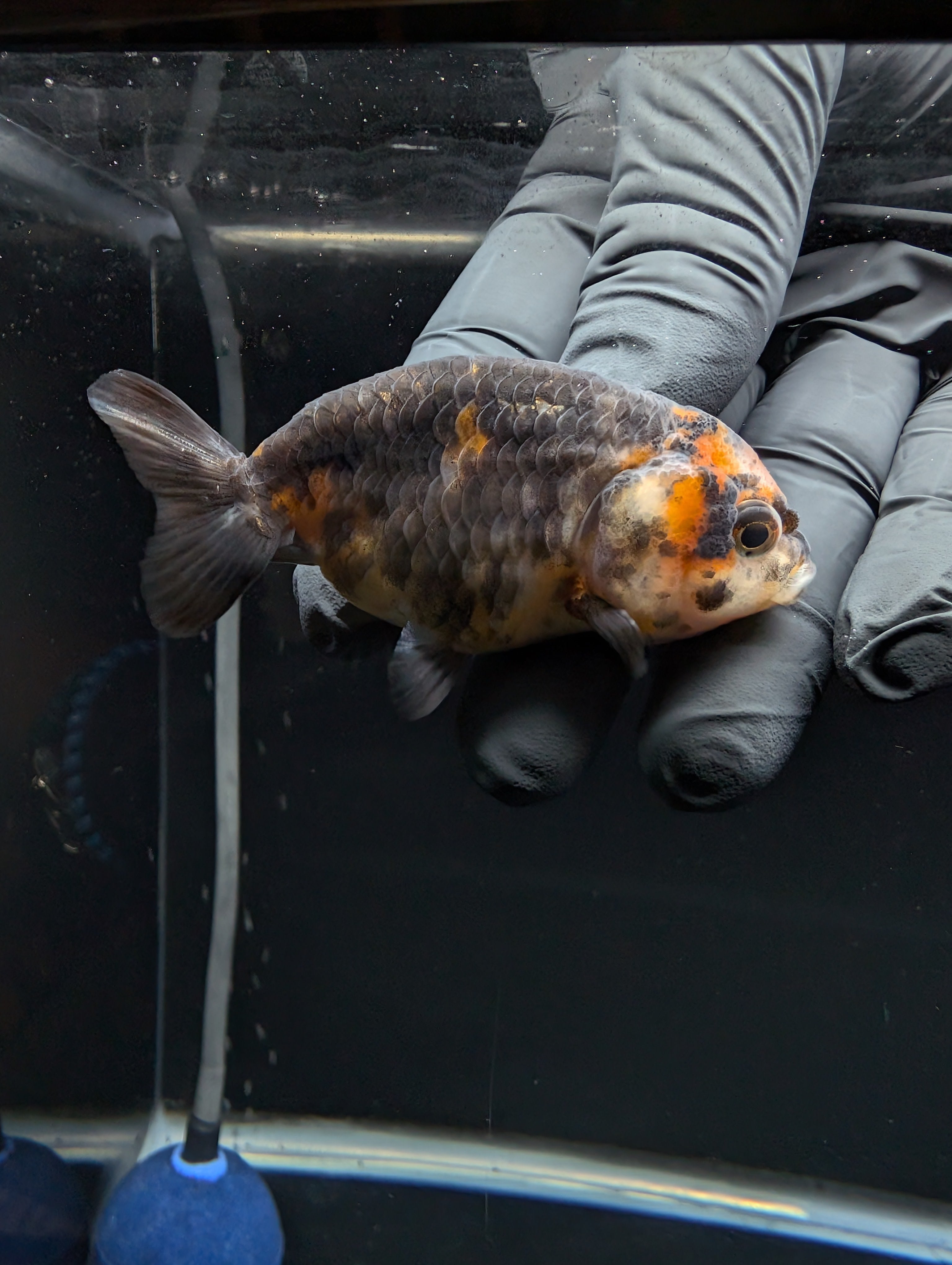 Ranchu Calico 3"-3.5" in. ID#529R4A-059