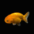 Ranchu Red White 3"-3.5" in. ID#424R13A-011