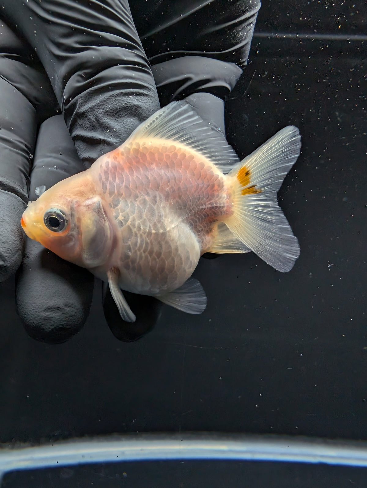 Baby Thai Shogun Oranda Red White 2"-2.5" in. ID#1016BSG11A-004