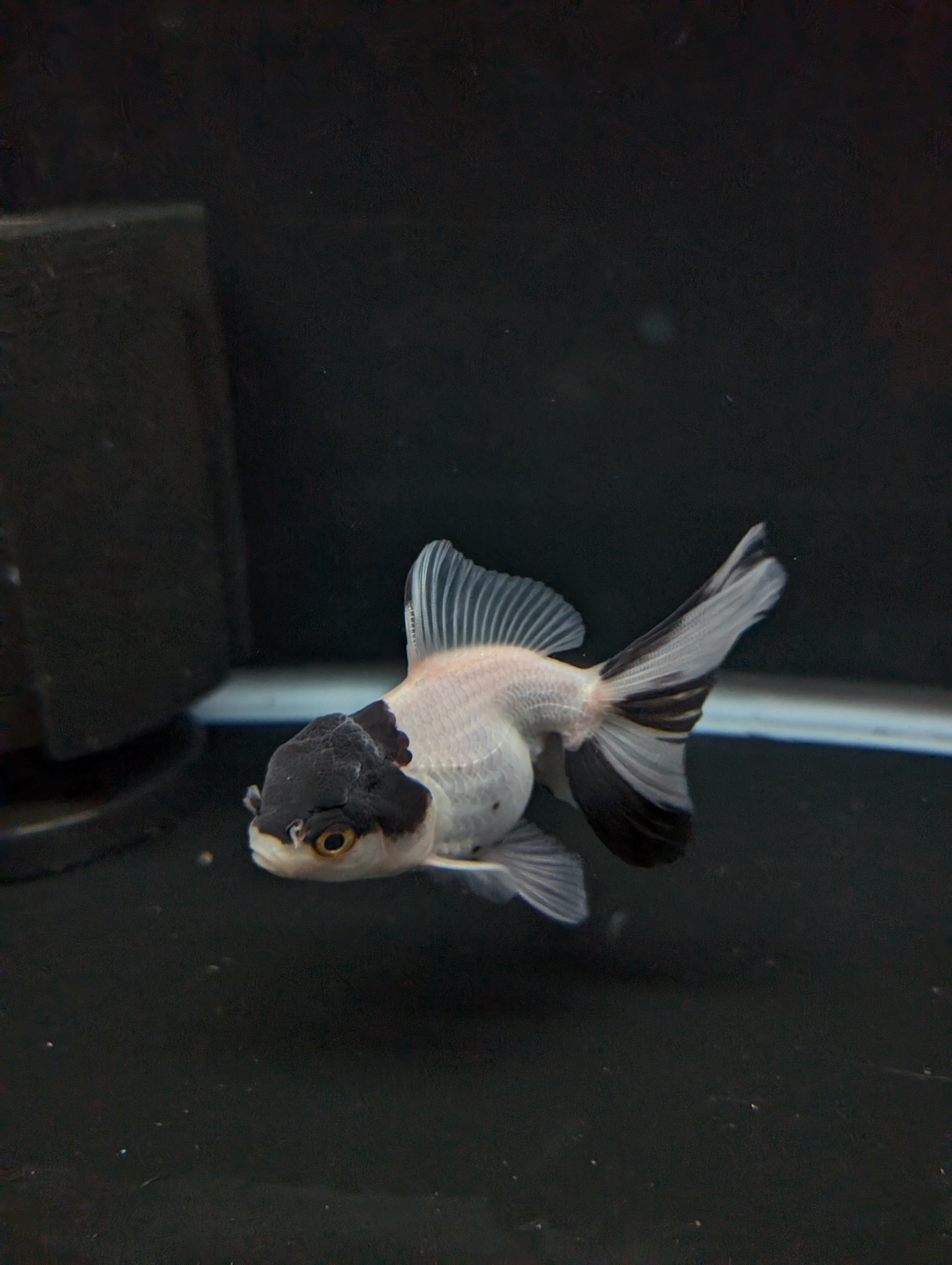 Juvenile Oranda Panda 3.5"-4" in.  ID#501T2A-012