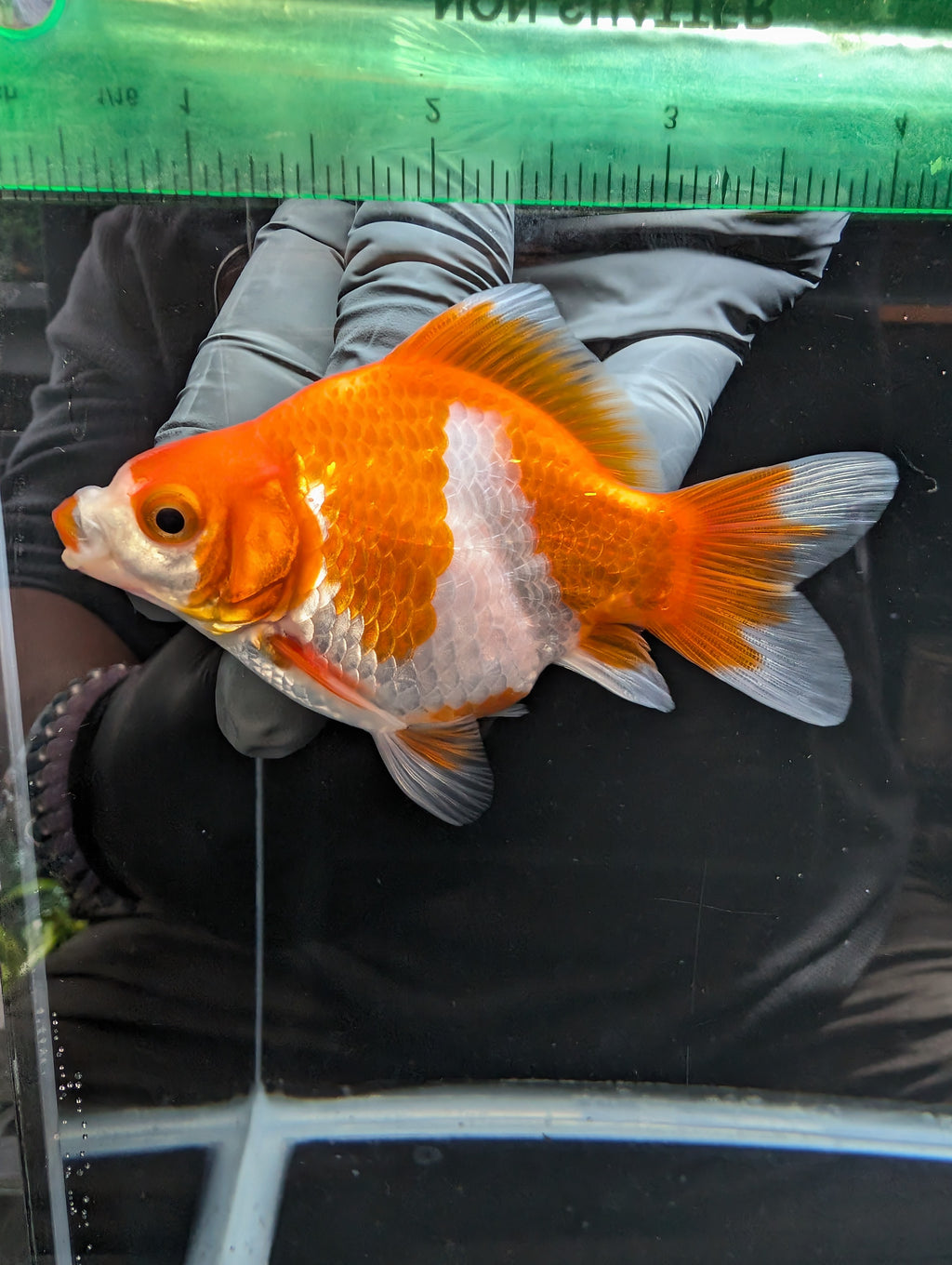 Tamasaba Kuchibeni Red White 3.5"in. ID#1023TM1B-026