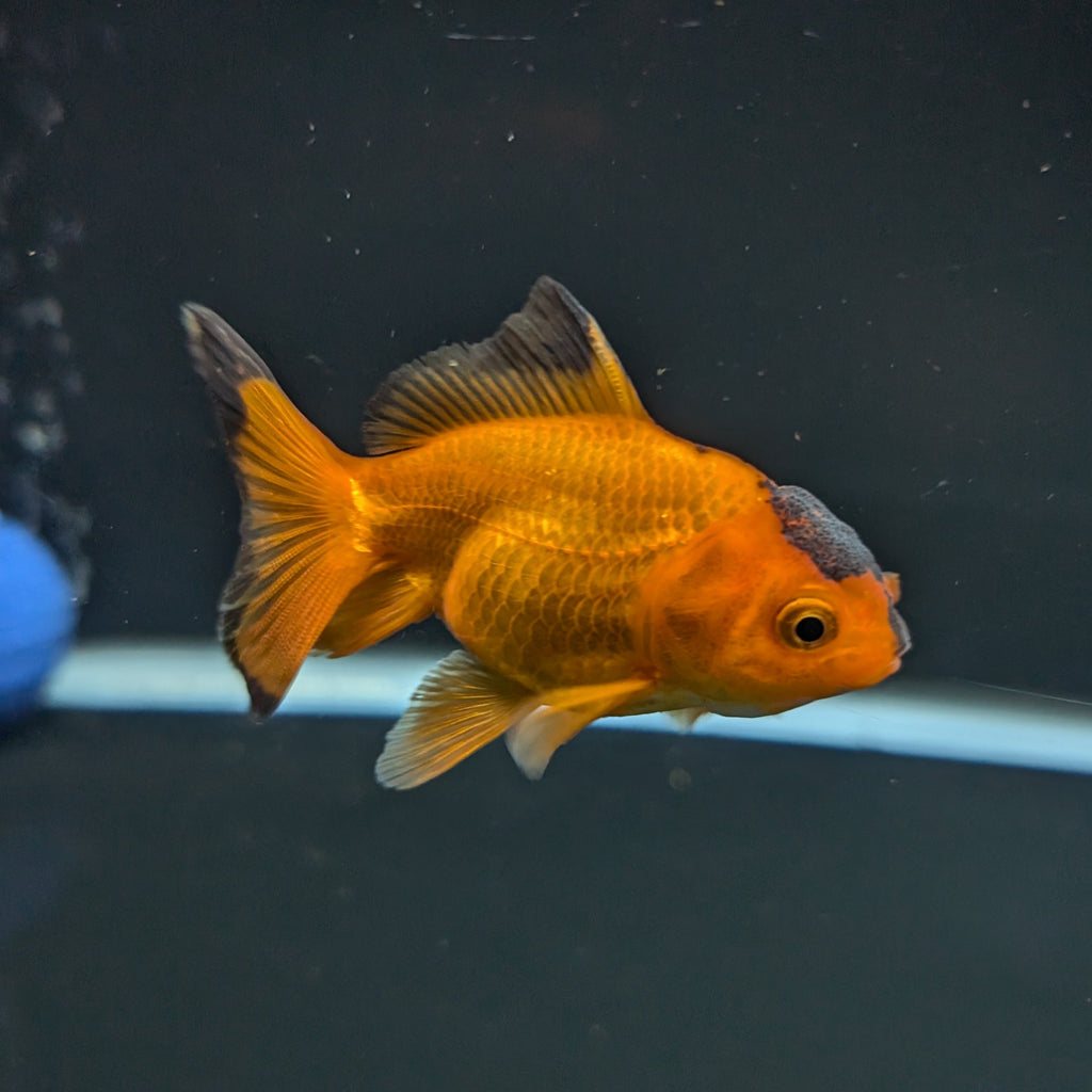 Juvenile Oranda Red Black 3"-3.5"in.  ID#522T1A-002