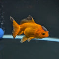 Juvenile Oranda Red Black 3"-3.5"in.  ID#522T1A-002