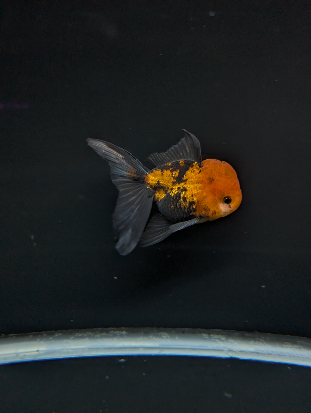 Thai Oranda Tricolor 4"-4.5"in.  ID#1023T1A-027