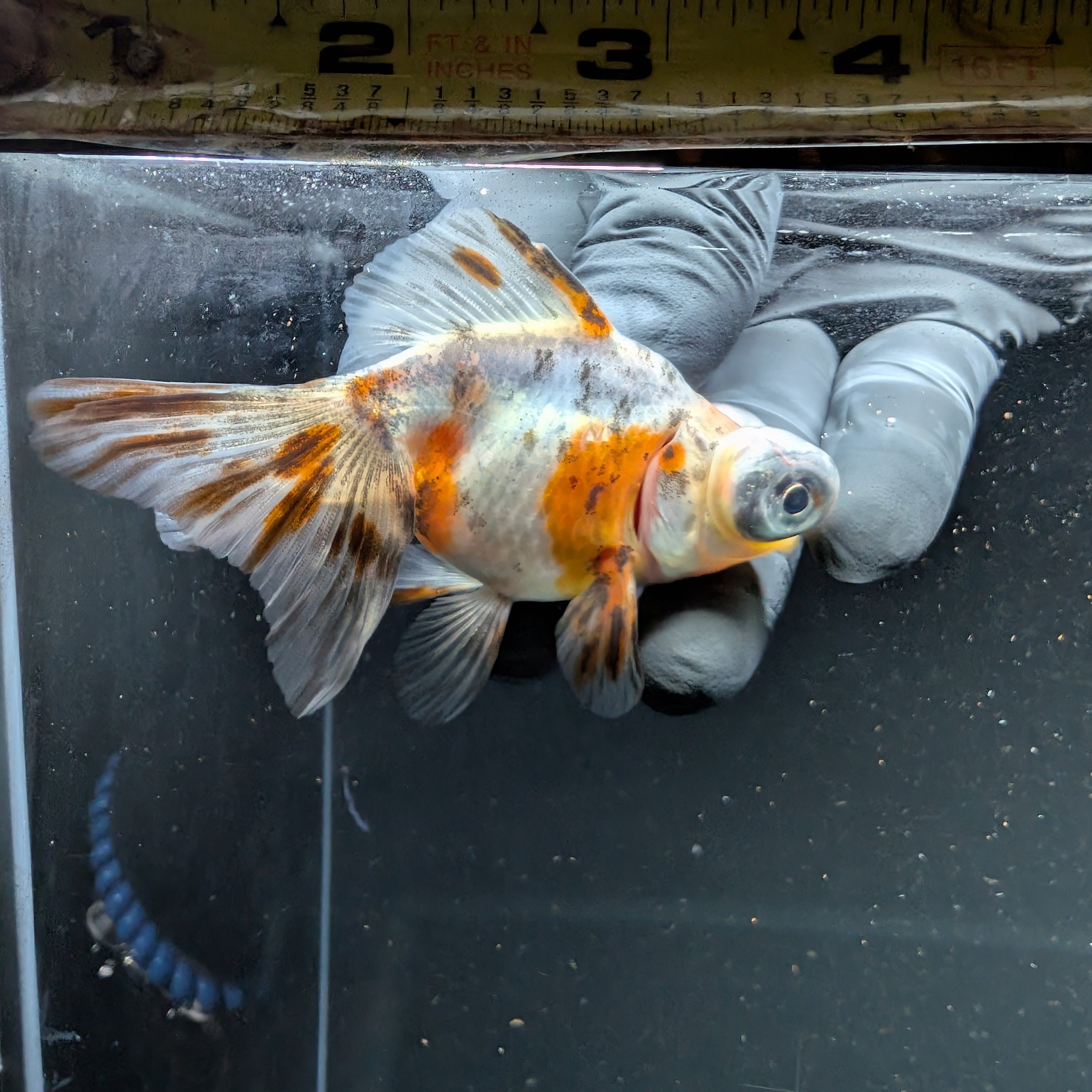 Telescope Butterfly Calico 3.5"-4" in. ID#508B4A-003