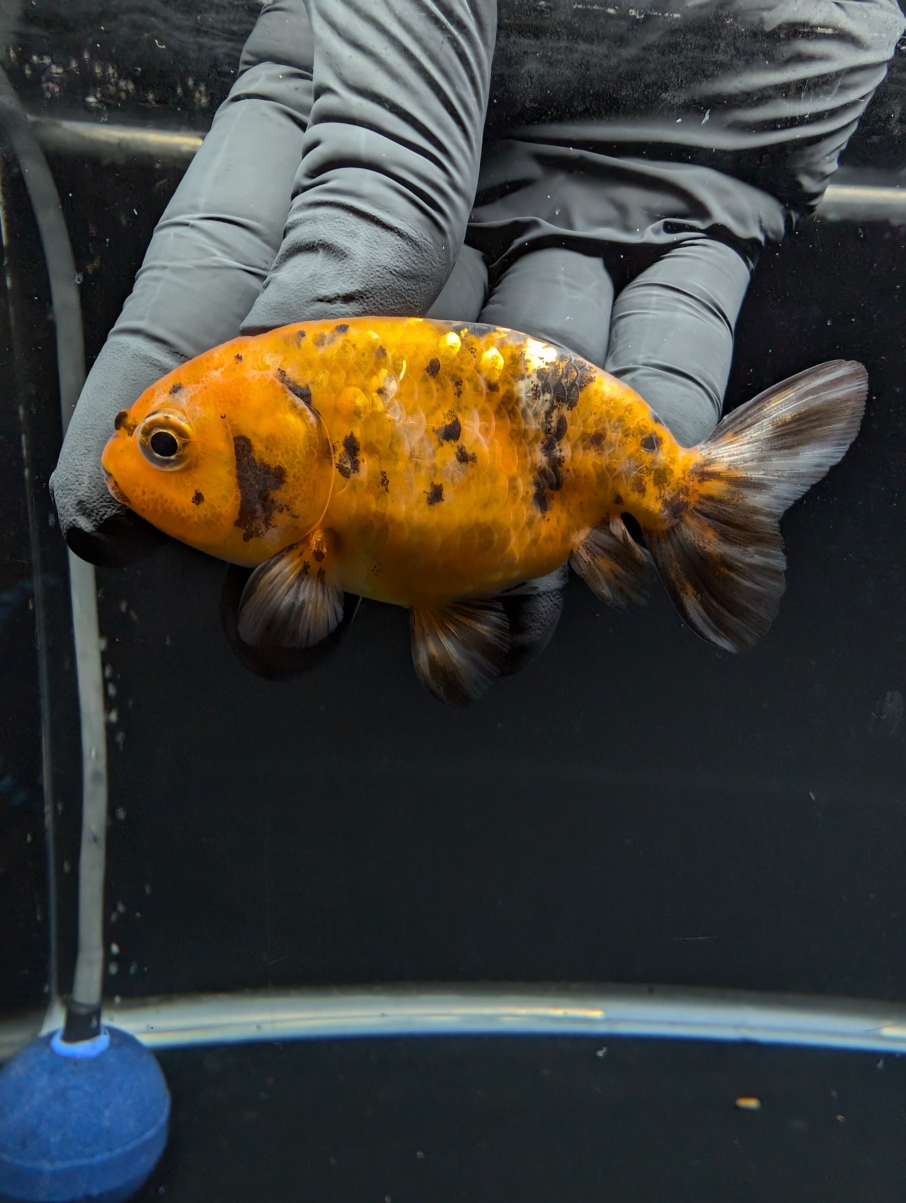 Ranchu Calico 3"-3.5" in. ID#529R13A-062