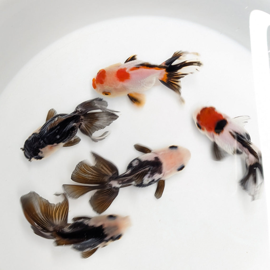 Thai Baby Oranda Panda 3"in.  ID#807T1A-003