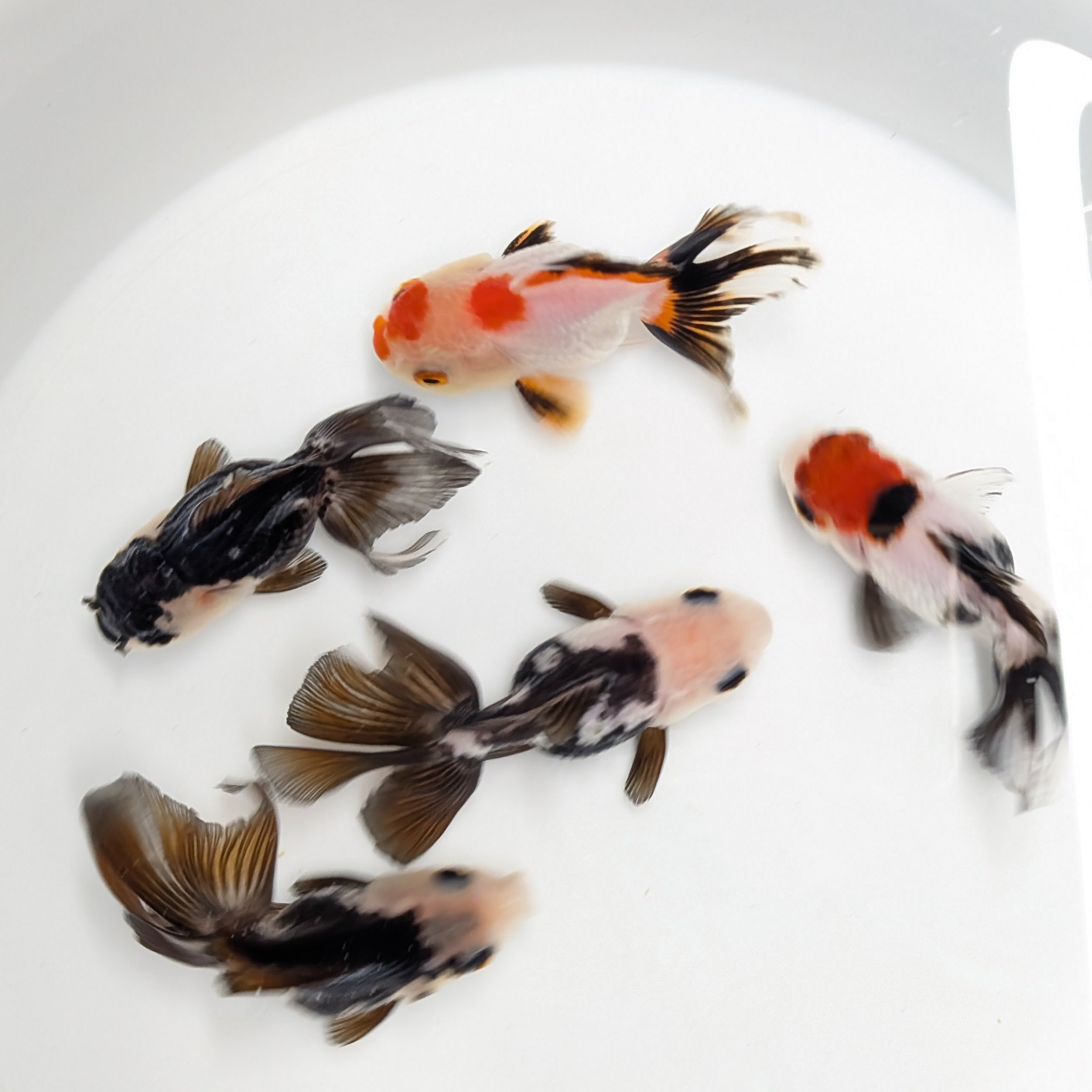Thai Baby Oranda Panda 3"in.  ID#807T1A-003