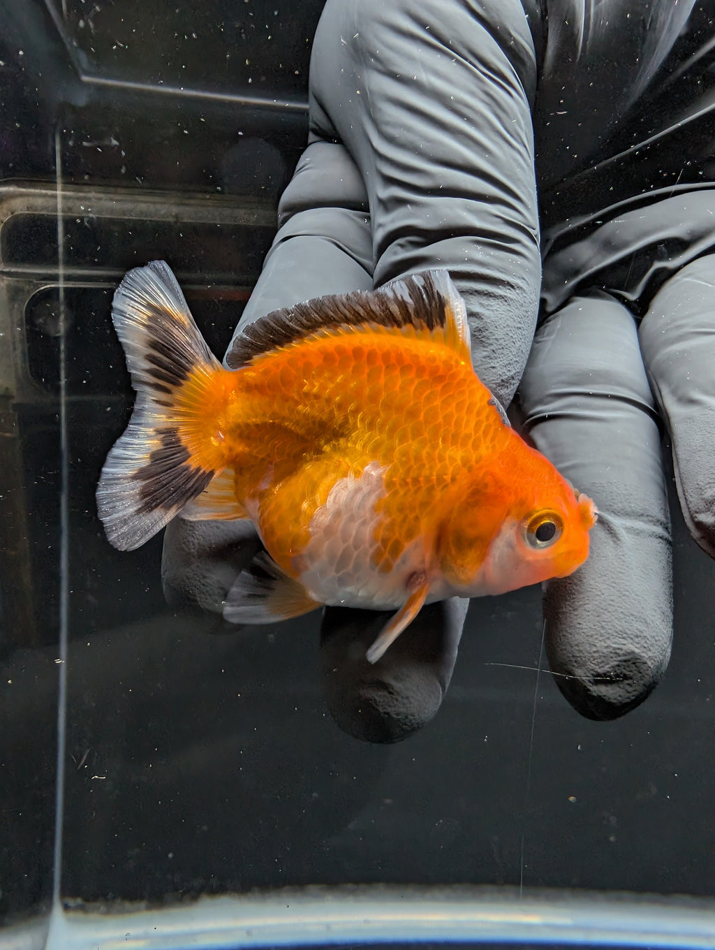 Baby Thai Shogun Oranda Tricolor 2"-2.5" in. ID#1016BSG11A-002