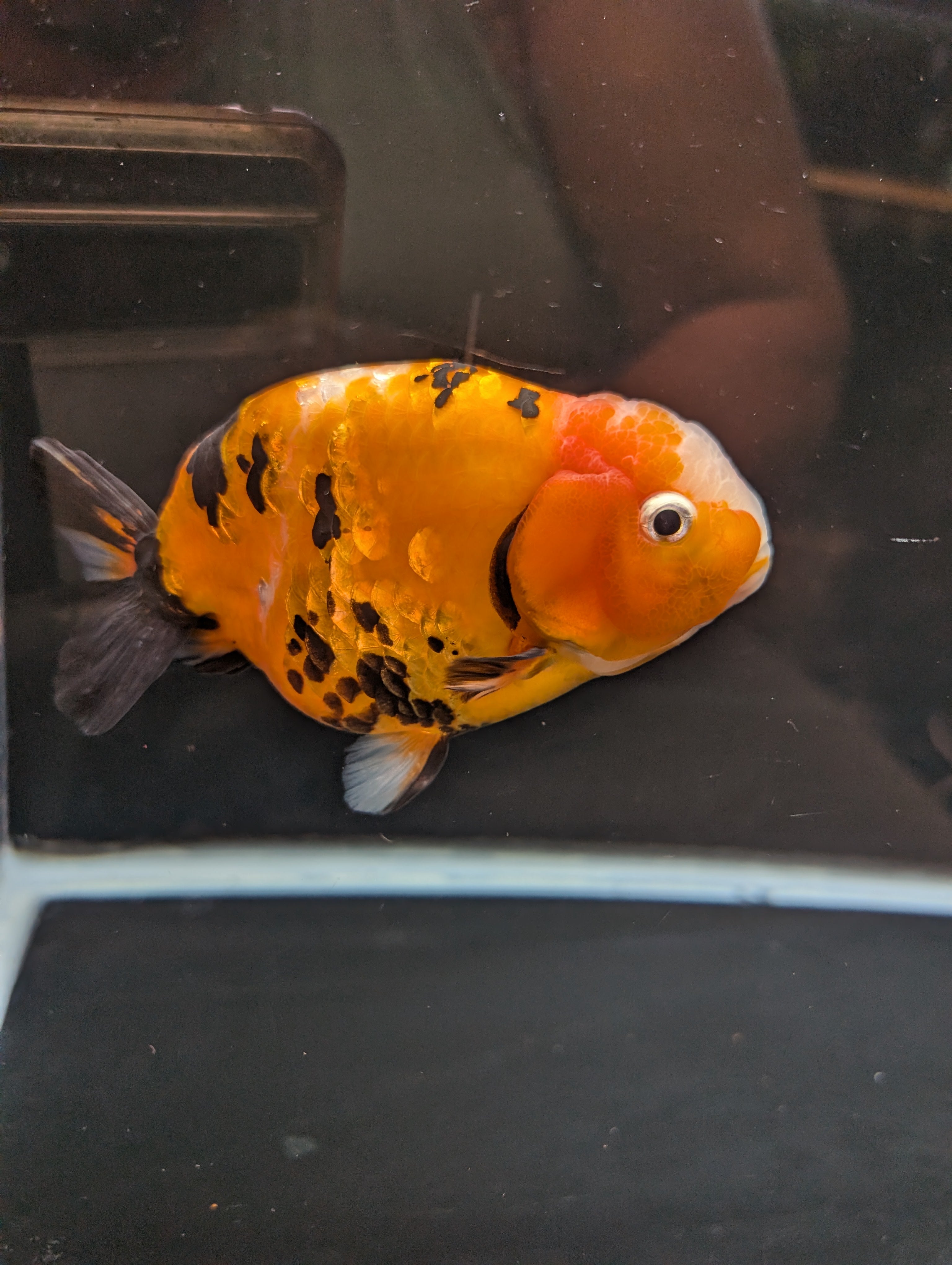 Jumbo Ranchu Calico 4.5"-5" in. ID#821R8A-032