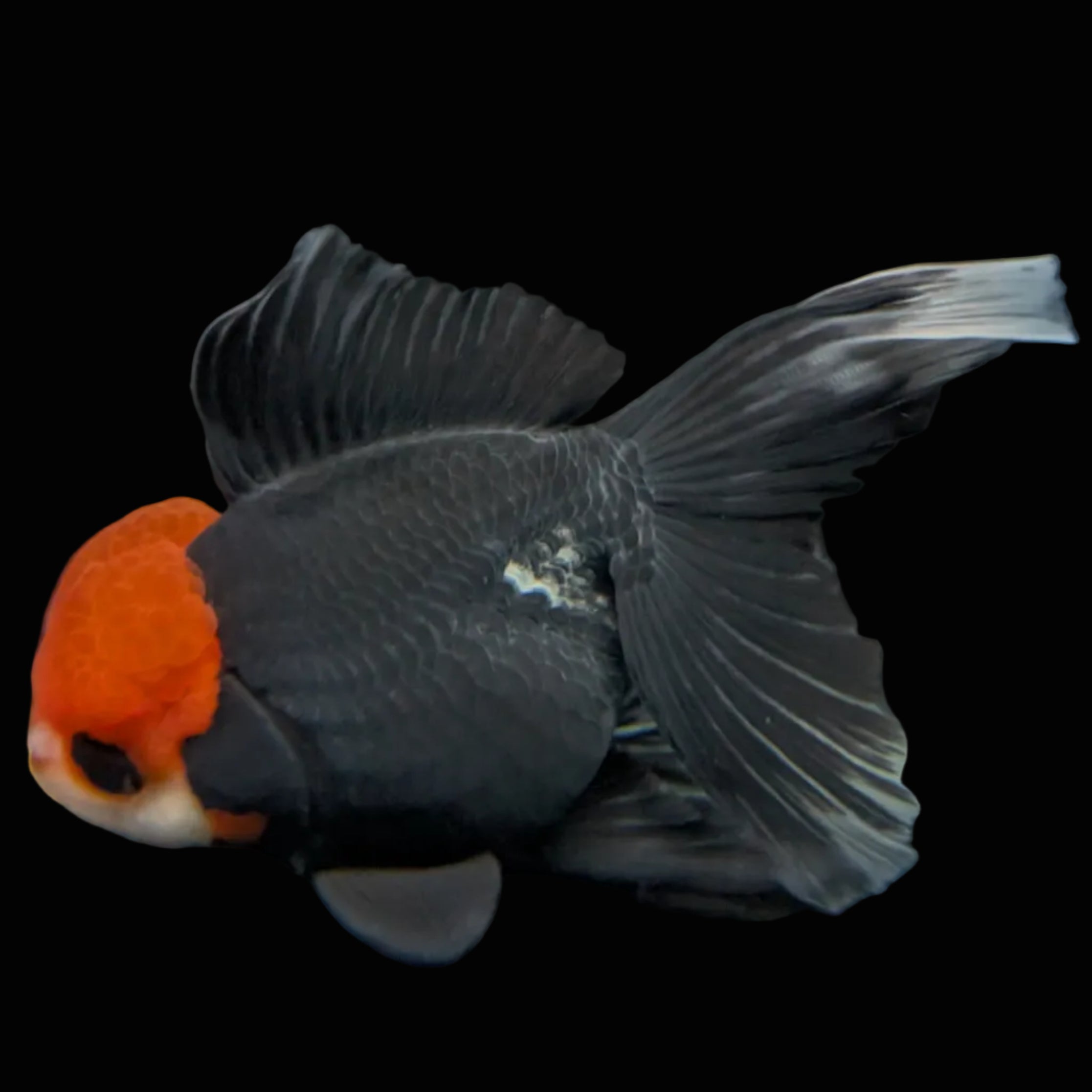 Thai Oranda Tricolor  4.5"-5"  ID#718T5B-004