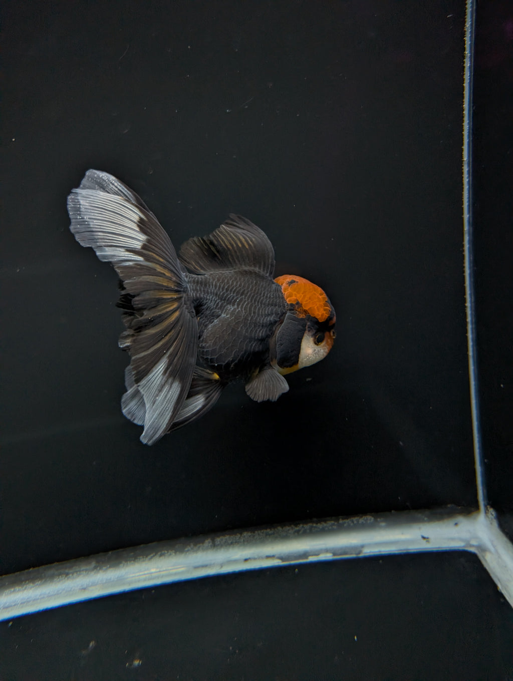 Thai Oranda Tricolor 4"-4.5"in.  ID#1023T1A-021