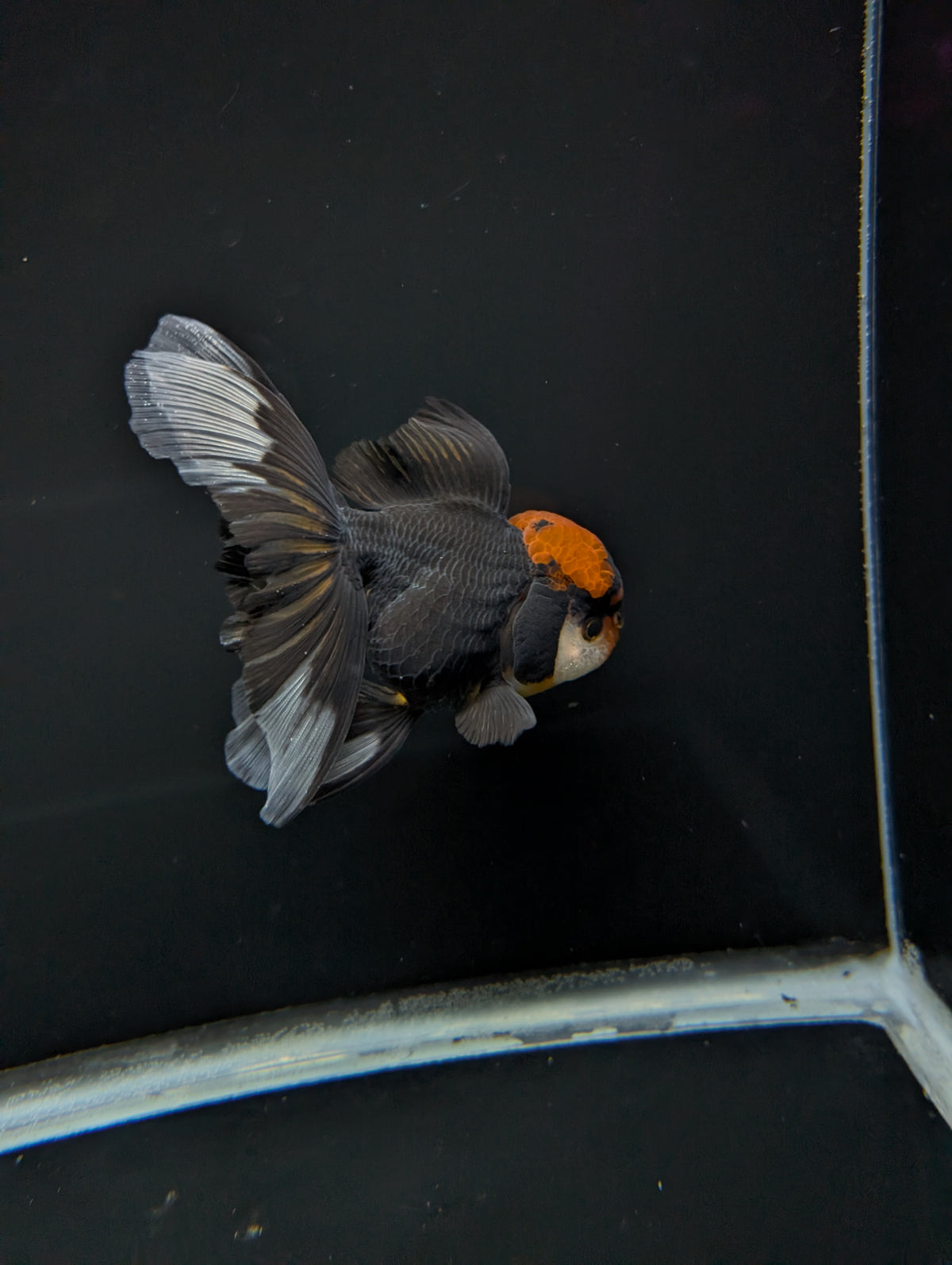 Thai Oranda Tricolor 4"-4.5"in.  ID#1023T1A-021