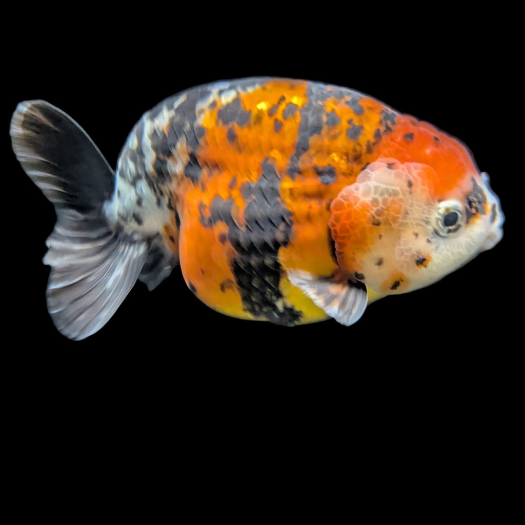 Jumbo Ranchu AA Grade *Special Color Tiger Calico 5" in. ID#116R4B-04