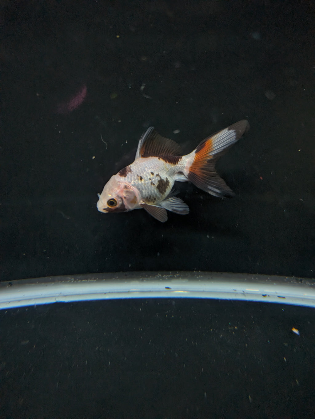 Juvenile Oranda  Tricolor 3"-3.5"in.  ID#619T1A-019