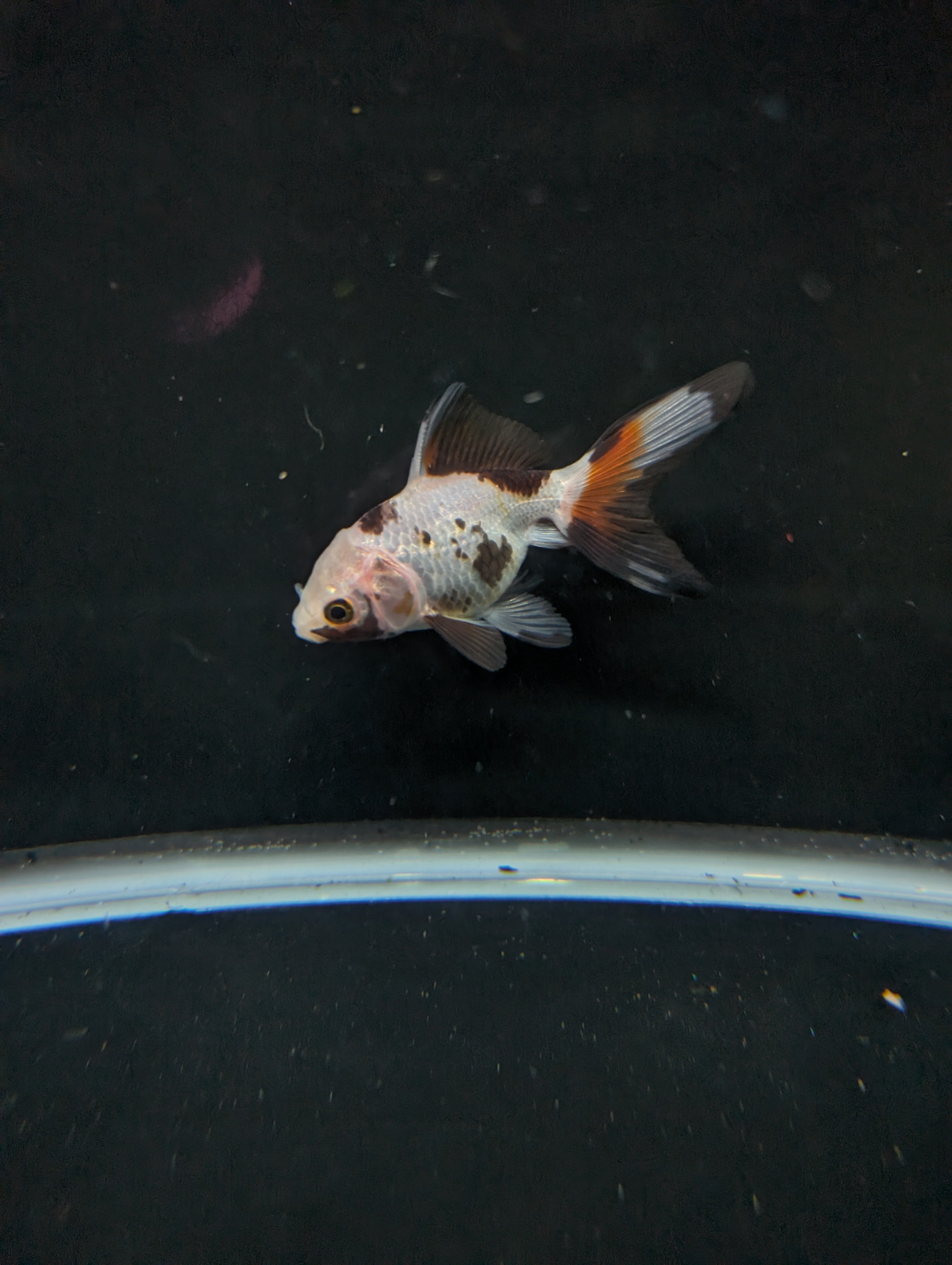 Juvenile Oranda  Tricolor 3"-3.5"in.  ID#619T1A-019