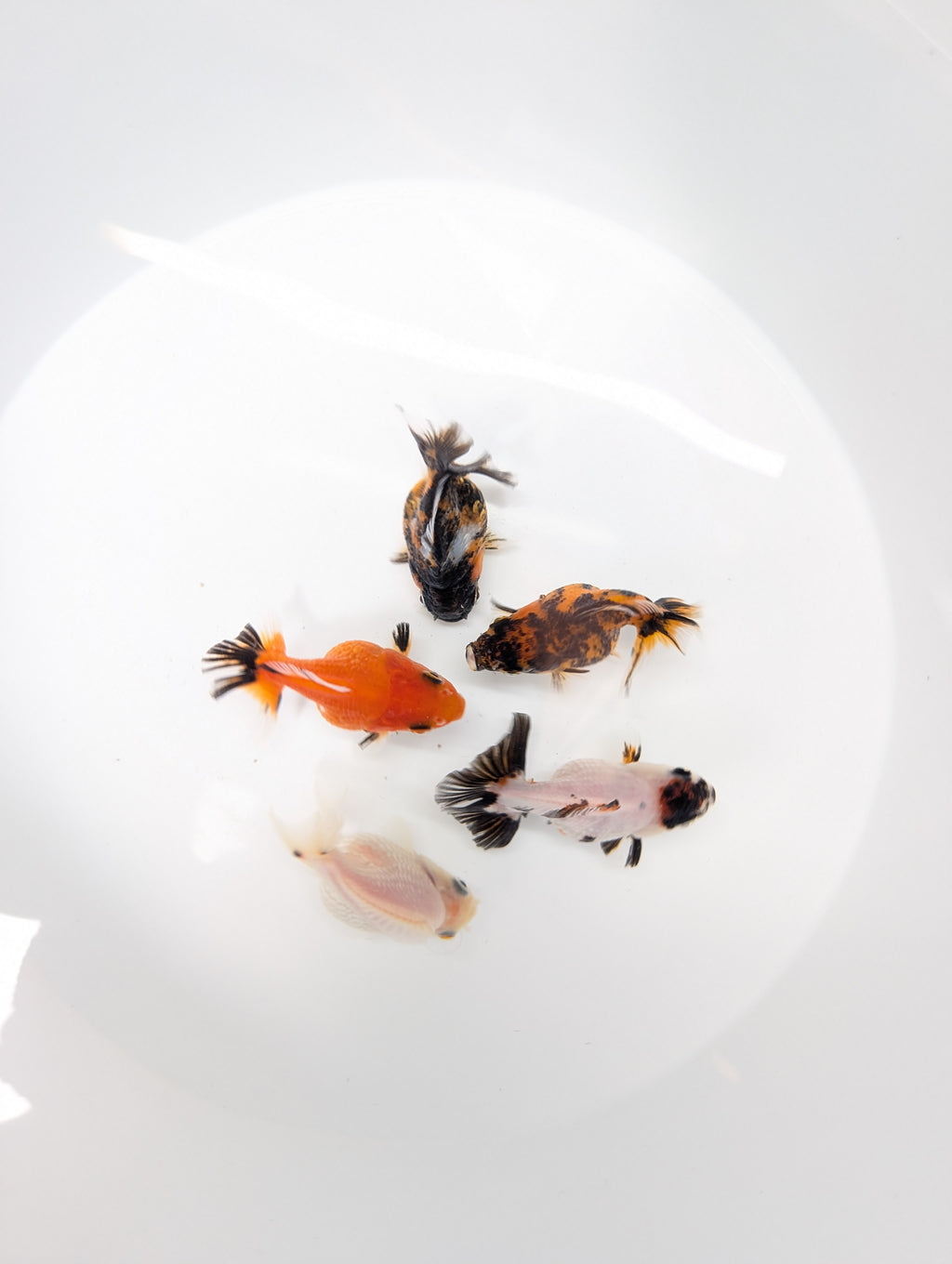 Baby Thai Shogun Oranda White 2"-2.5" in. ID#1023BSG11A-028