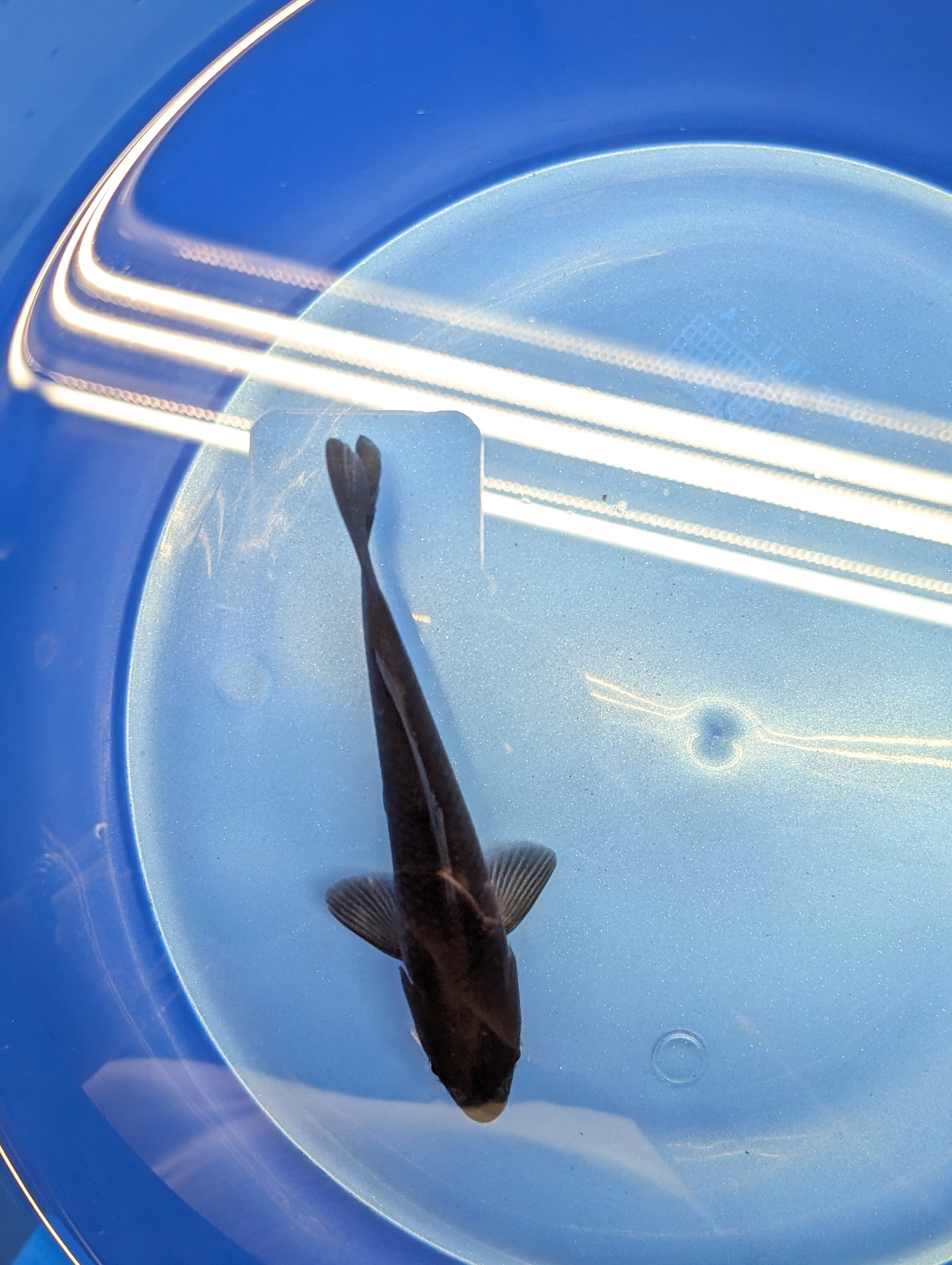 Karasu Koi  5"-6"in. ID#806BFK-021