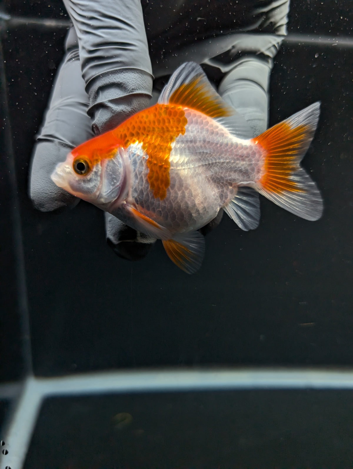 Tamasaba Red White 3"-3.5" in. ID#1009TM1B-013