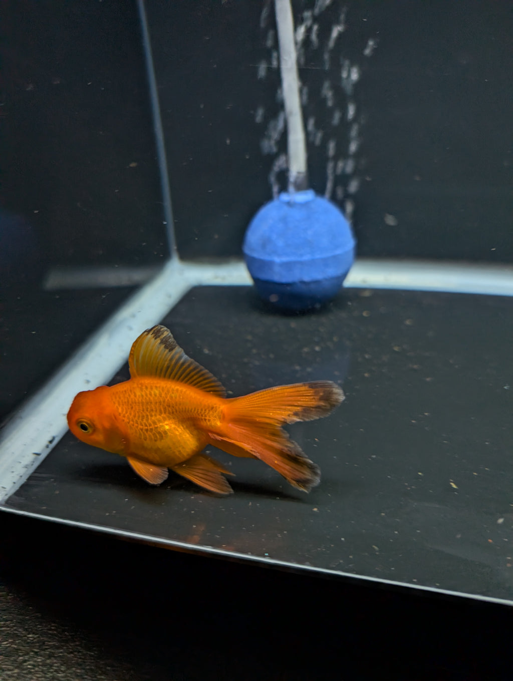 Juvenile Oranda Red Black 3"-3.5"in.  ID#522T1A-005