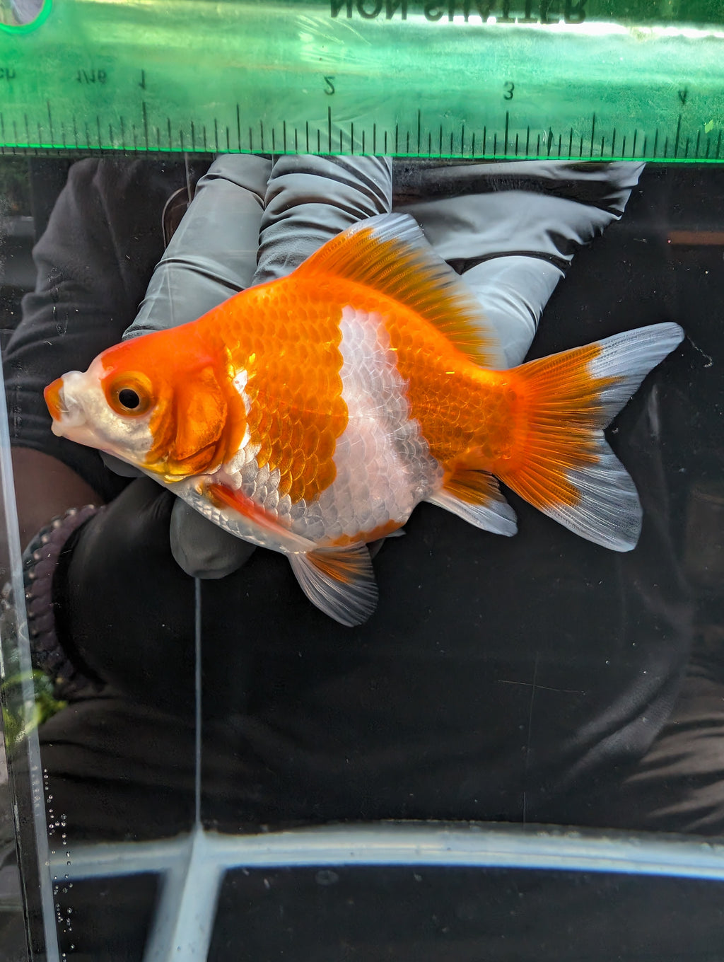 Tamasaba Kuchibeni Red White 3.5"in. ID#1023TM1B-026