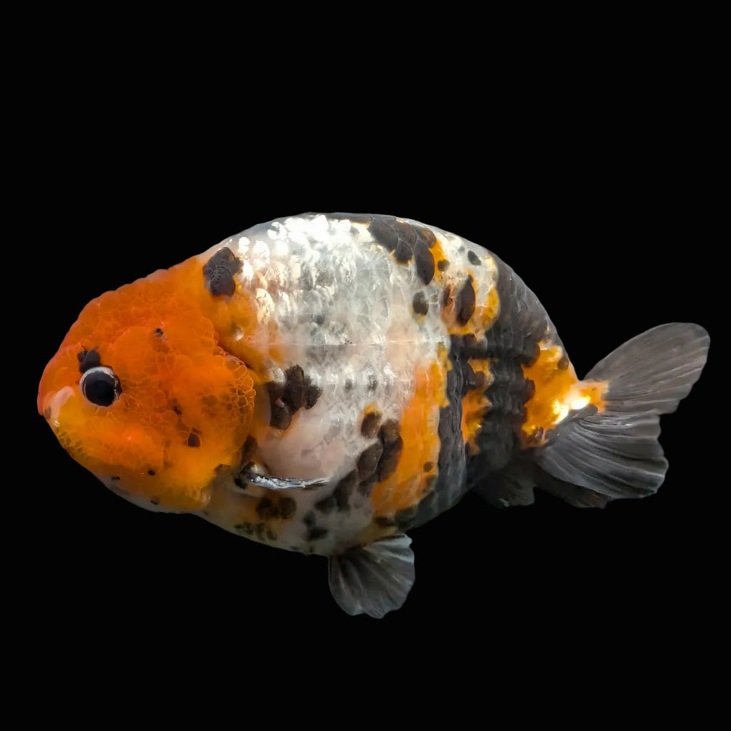 Jumbo Ranchu Milk Cow Calico 4"-4.5" in. ID#904R8A-005