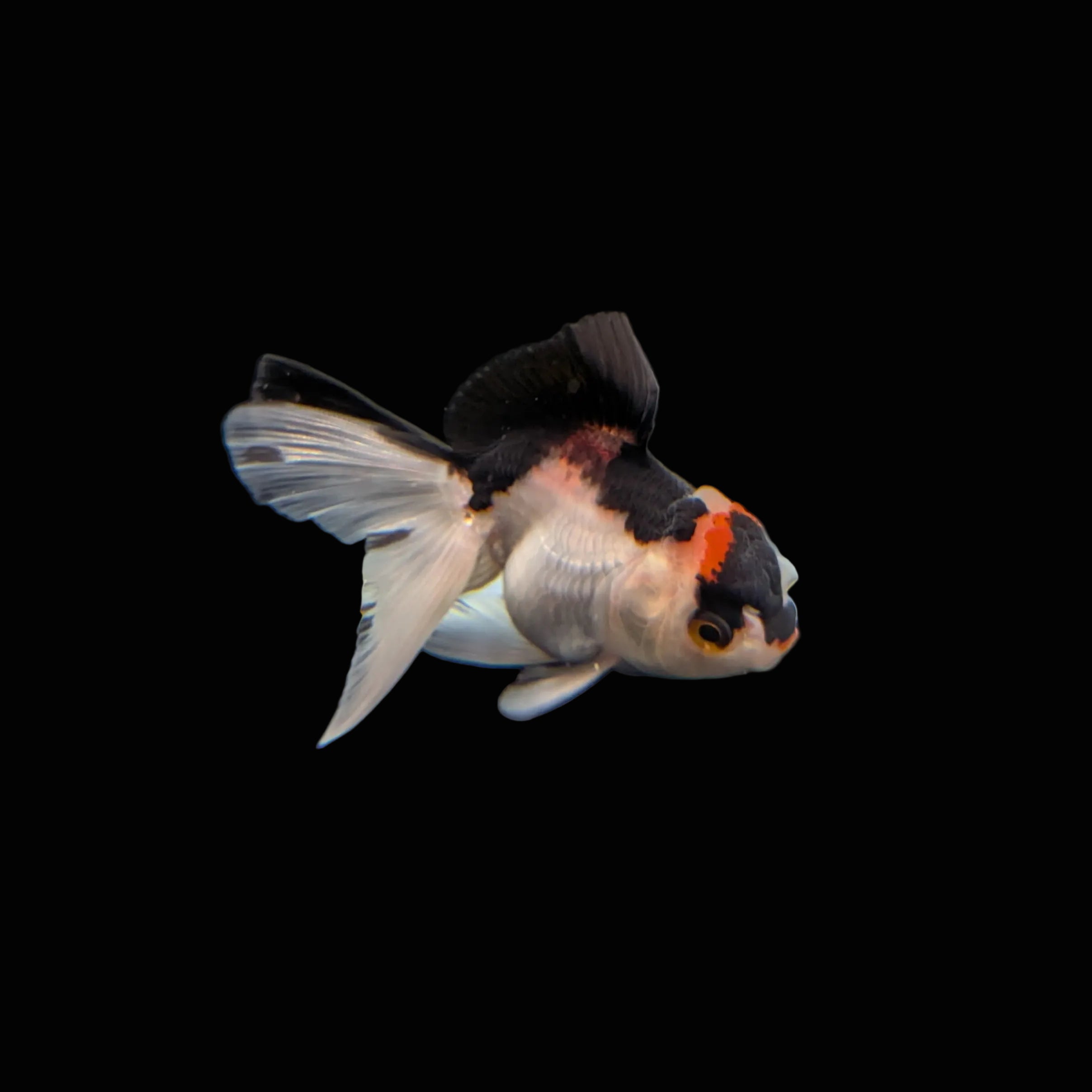 Juvenile Oranda Tricolor 3.5"-4" in.  ID#320T13b-017