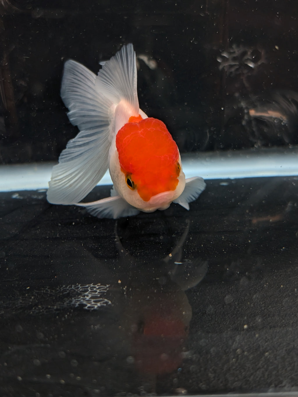 TOAD *Boss 415  Juvenile Oranda Red Cap 3.5"-4" in.  ID#410T8A-020