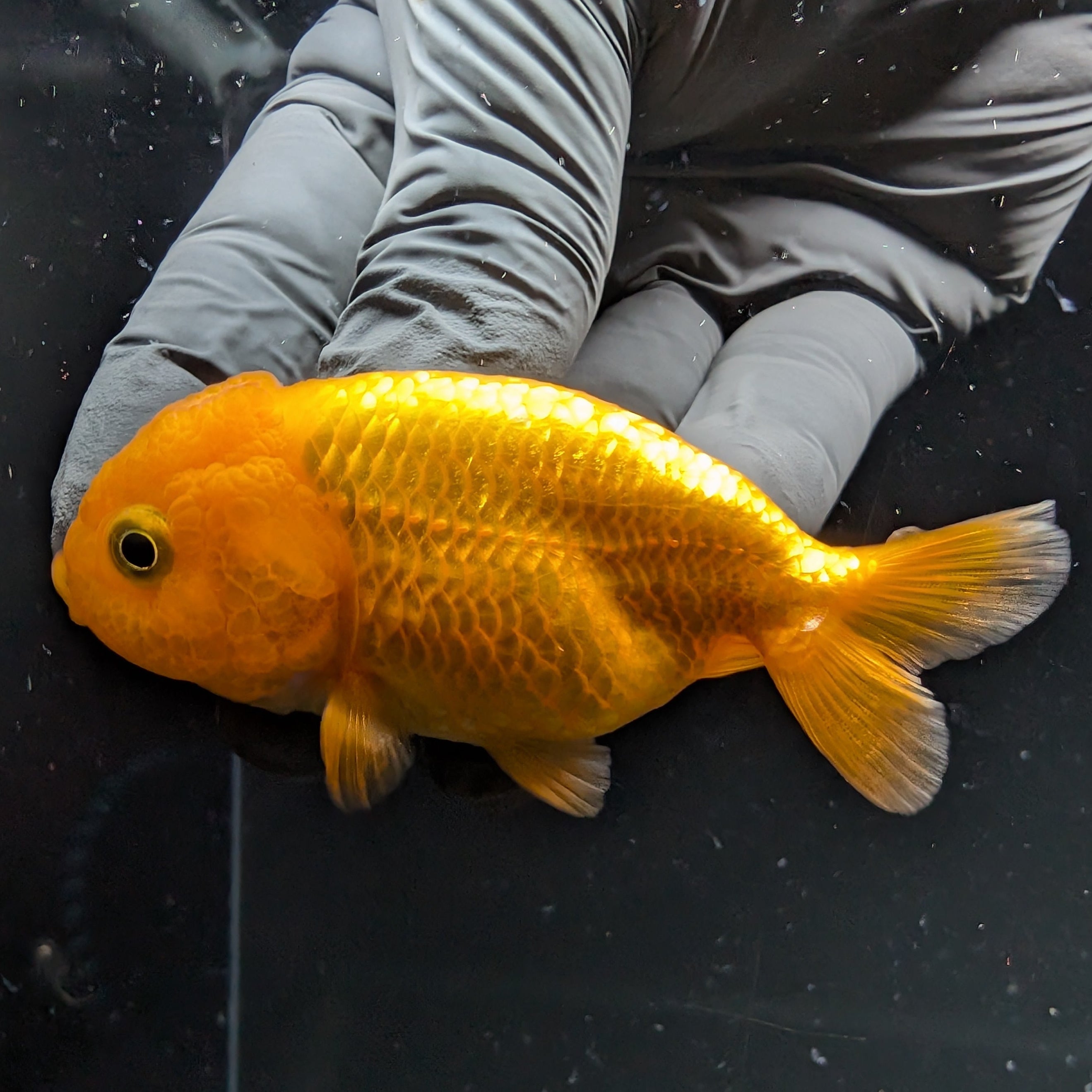 Ranchu Red White 2.5"-3" in. ID#724R4A-034