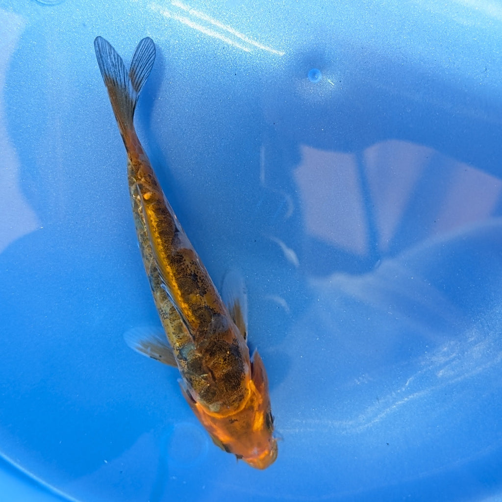 Doitsu Kawari Koi  4"in. ID#806BFK-013