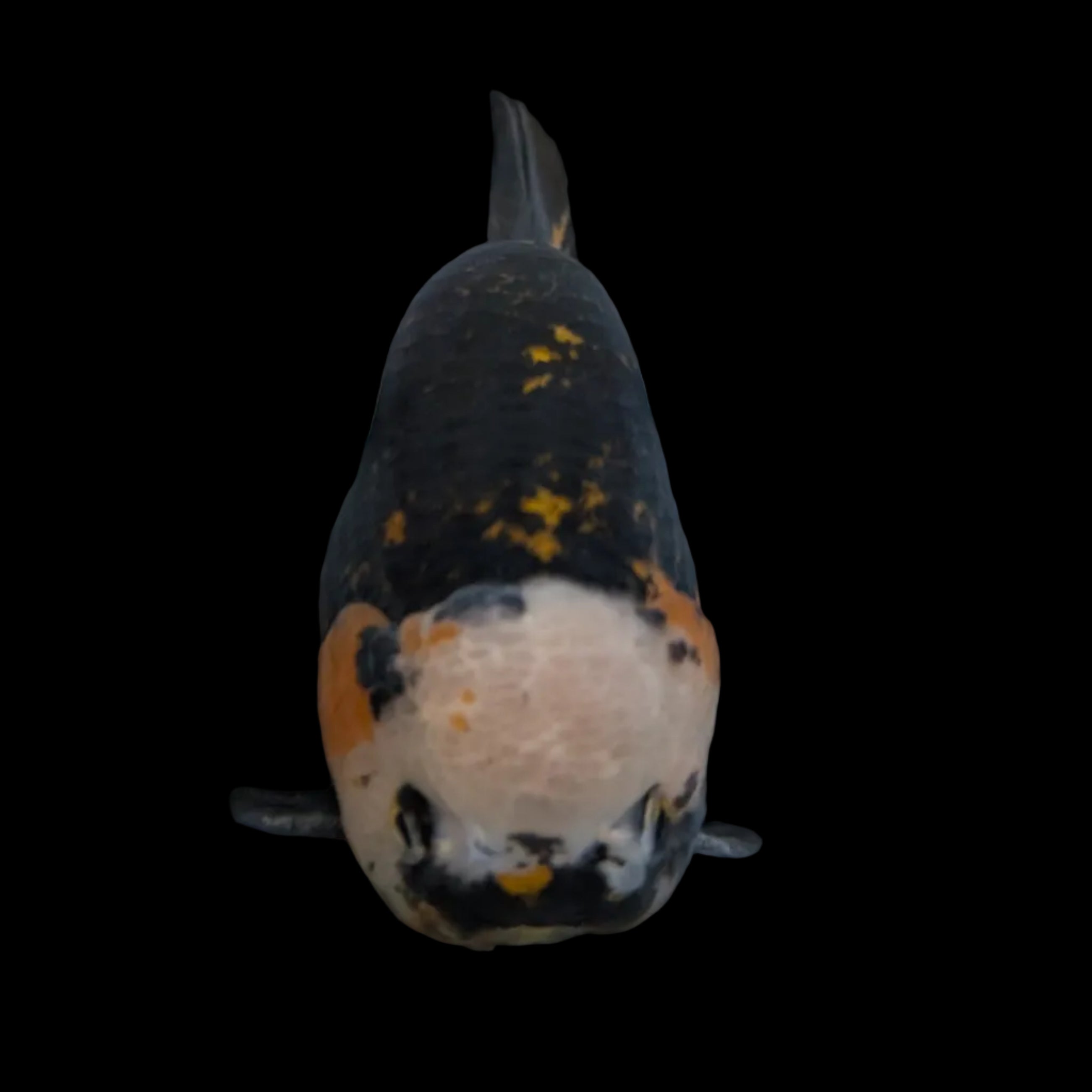 Jumbo Ranchu AA Grade *Special Color Calico 5" in. ID#116R4B-07