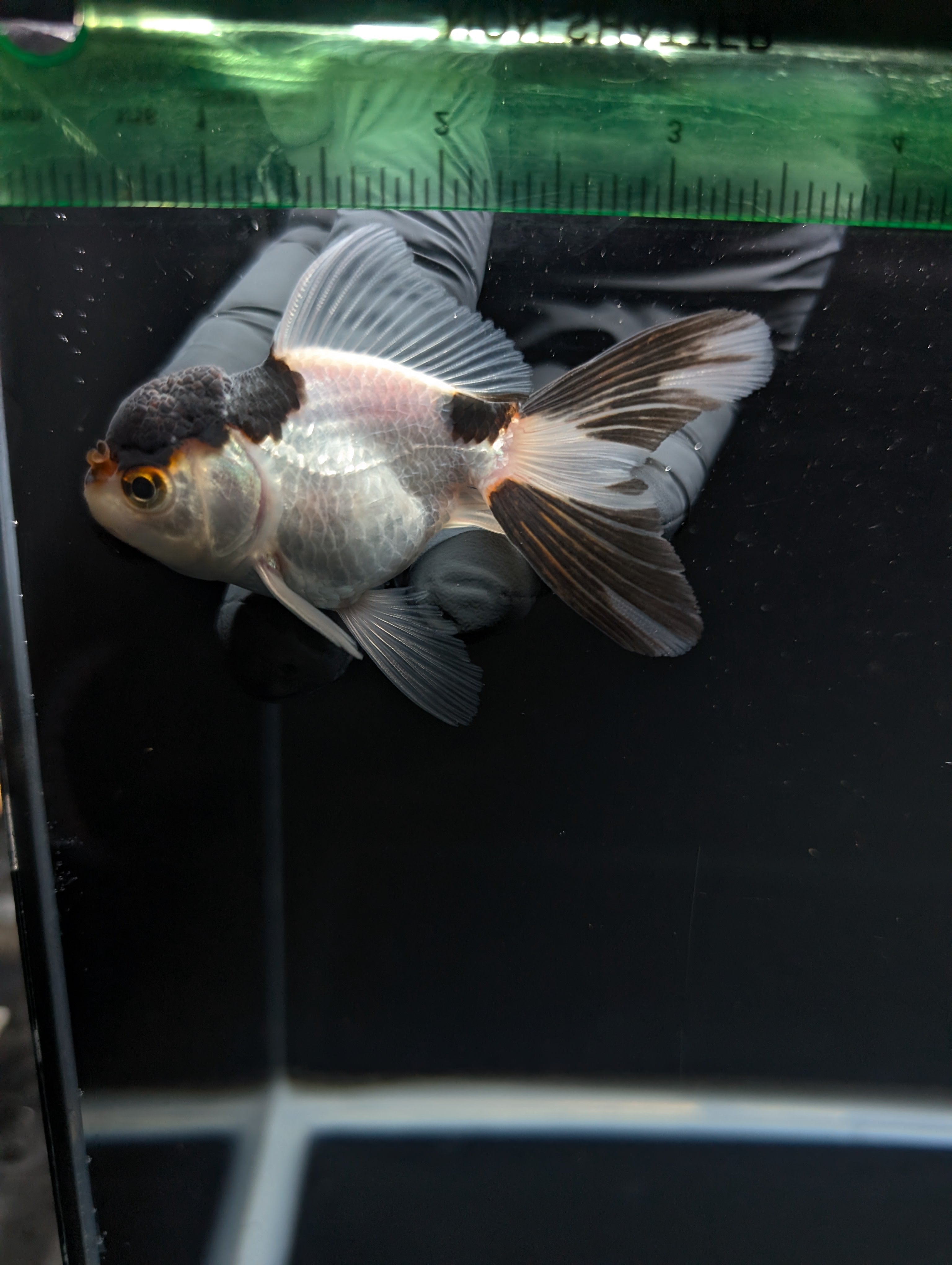 Juvenile Thai Oranda Panda 3"in.  ID#821T1A-022