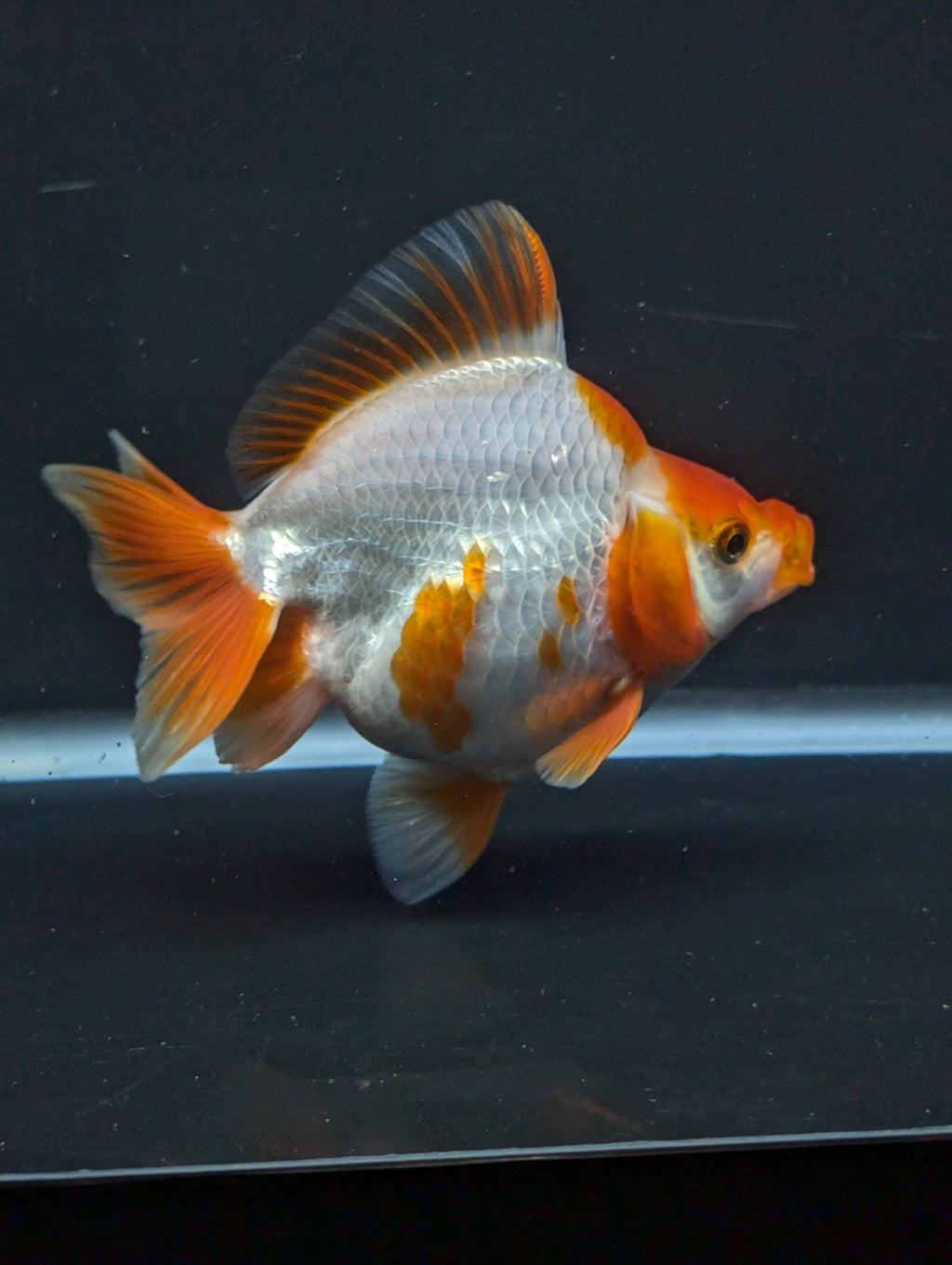 Jumbo Ryukin Short Tail Red White 4.5" in. ID#828STR5B-001