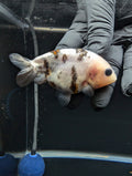 Ranchu Calico 3"-3.5" in. ID#529R13A-061