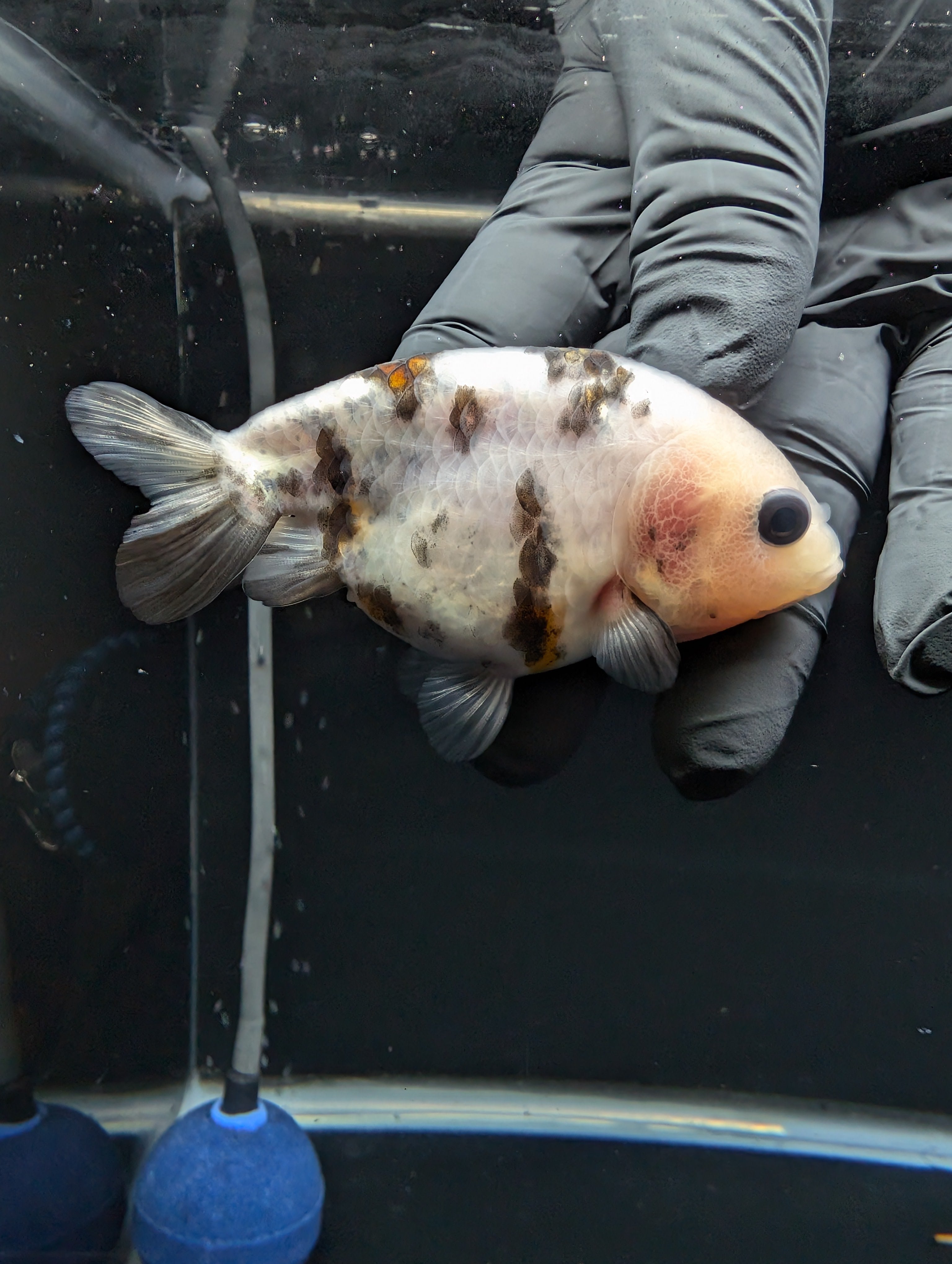 Ranchu Calico 3"-3.5" in. ID#529R13A-061