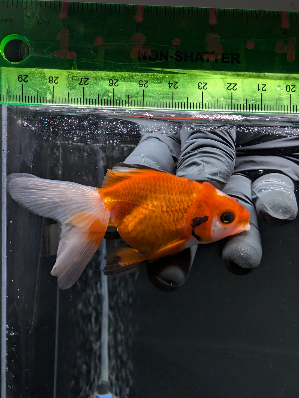 Juvenile Oranda  Red White 3"-3.5"in.  ID#619T1A-017