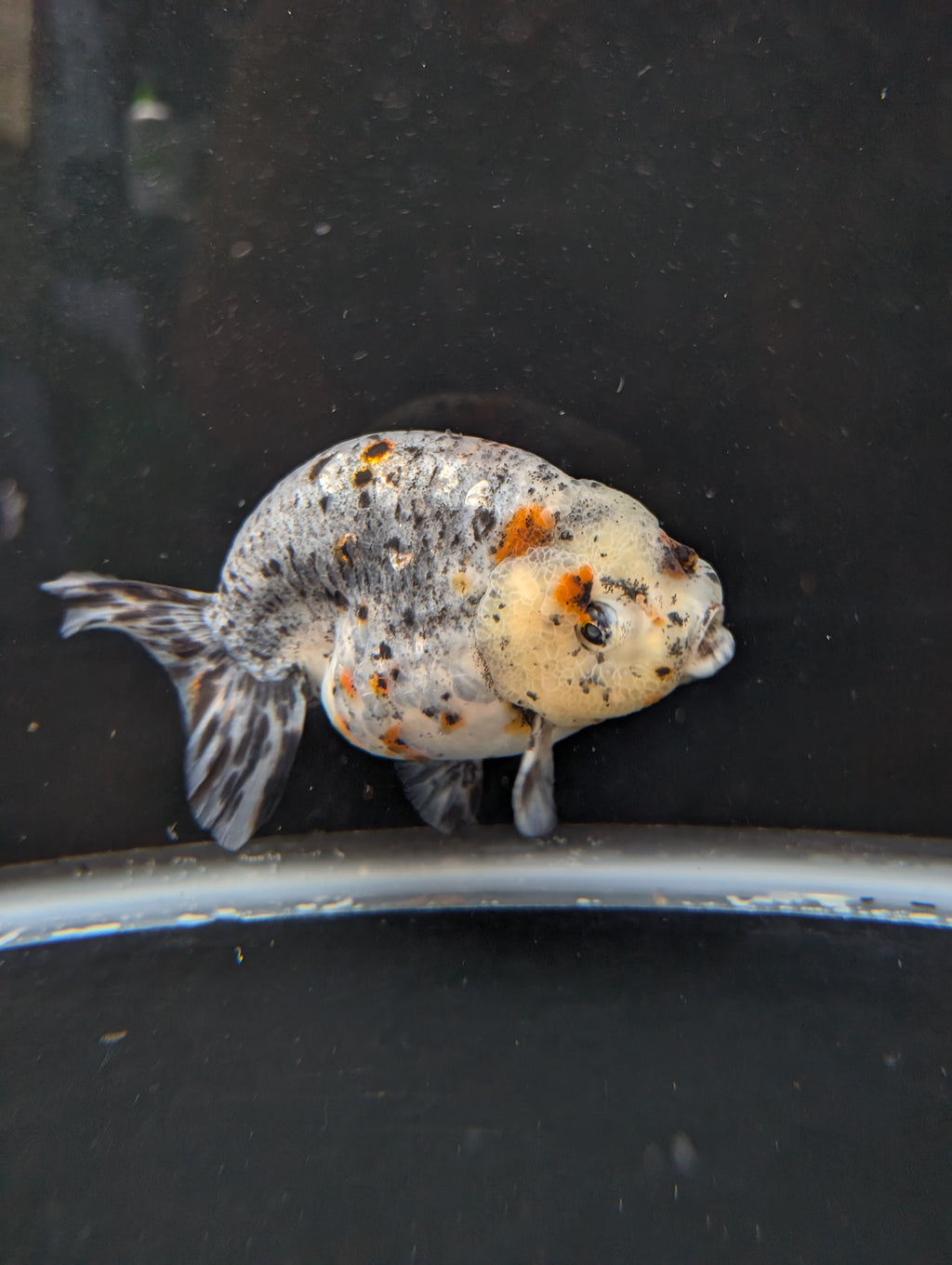 Jumbo Ranchu Kirin Calico 4.5"-5" in. ID#814R8A-025 Please See Notes.