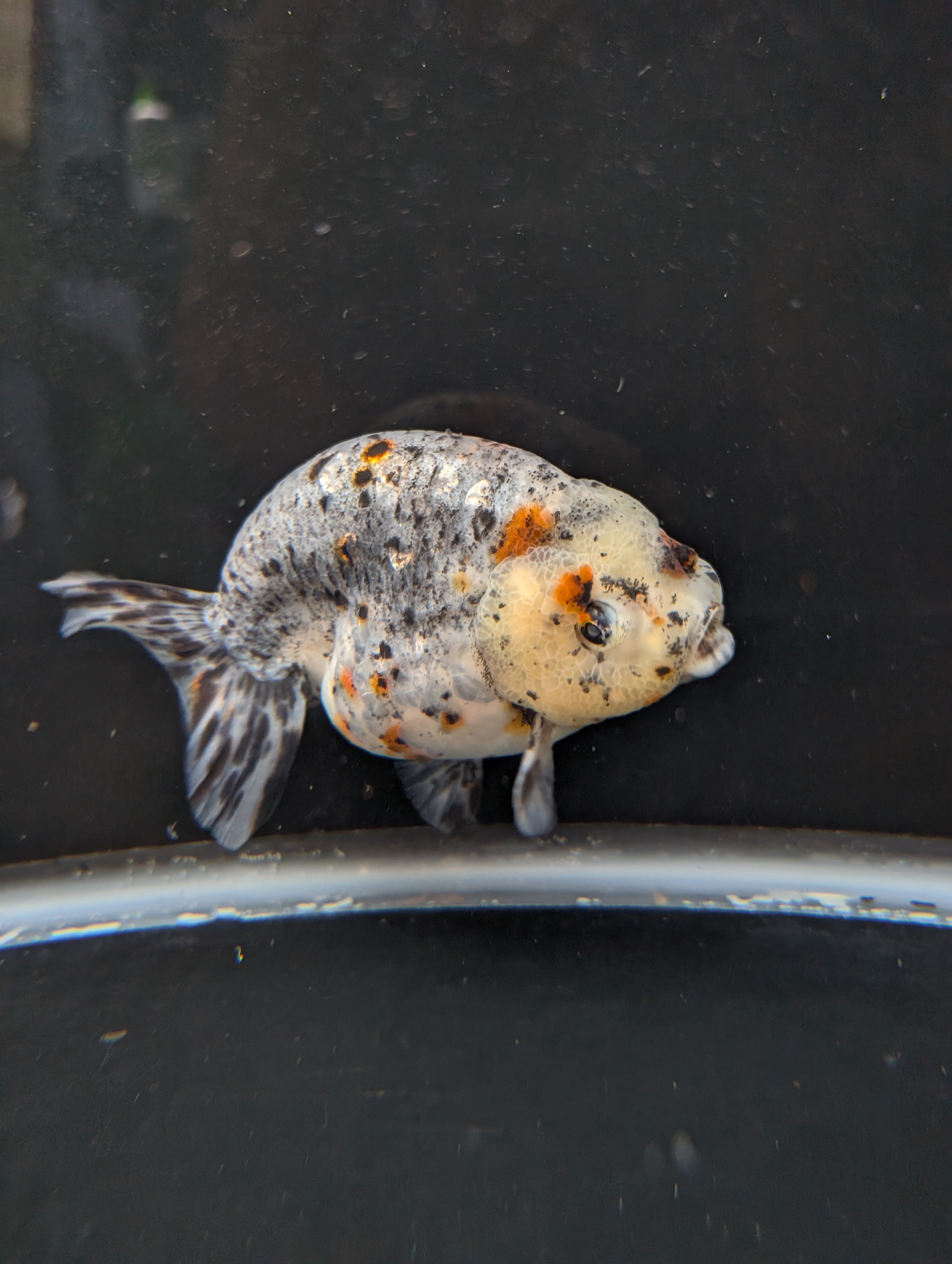 Jumbo Ranchu Kirin Calico 4.5"-5" in. ID#814R8A-025 Please See Notes.
