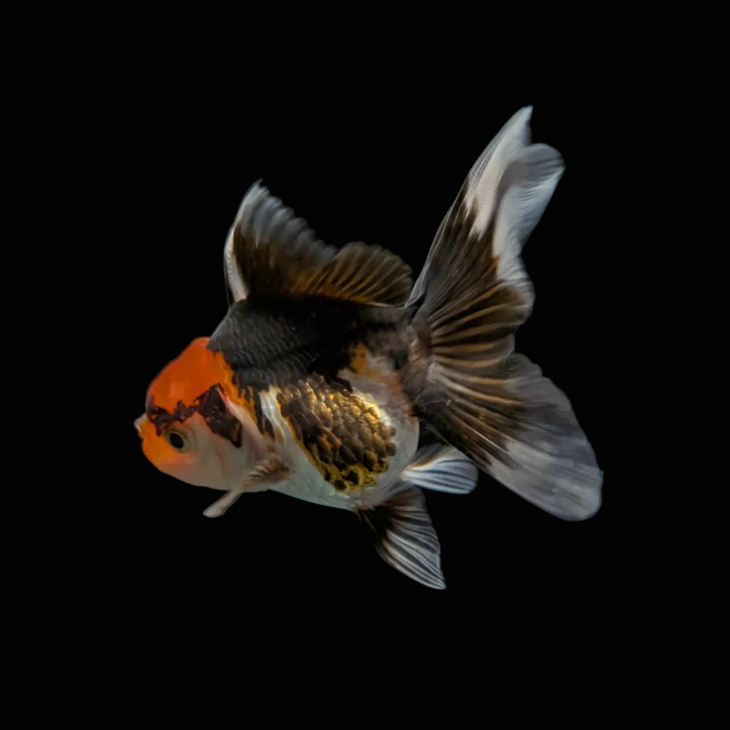 Juvenile Oranda Tricolor 3.5"-4" in.  ID#327T13b-033